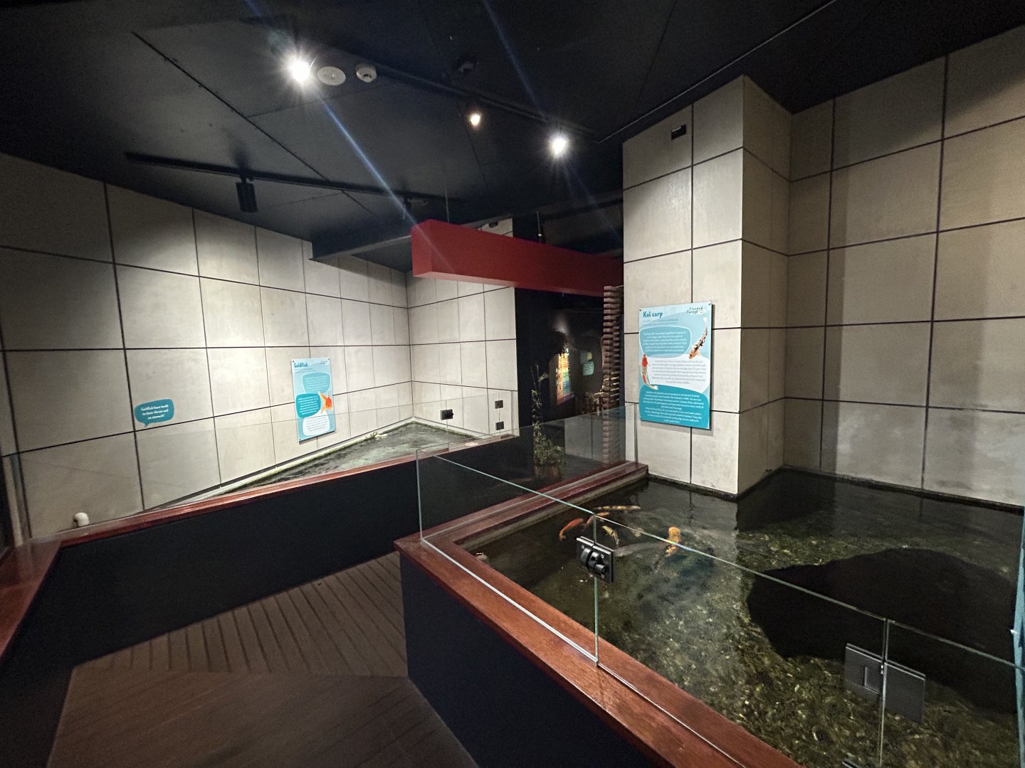 Koi & Goldfish Exhibits