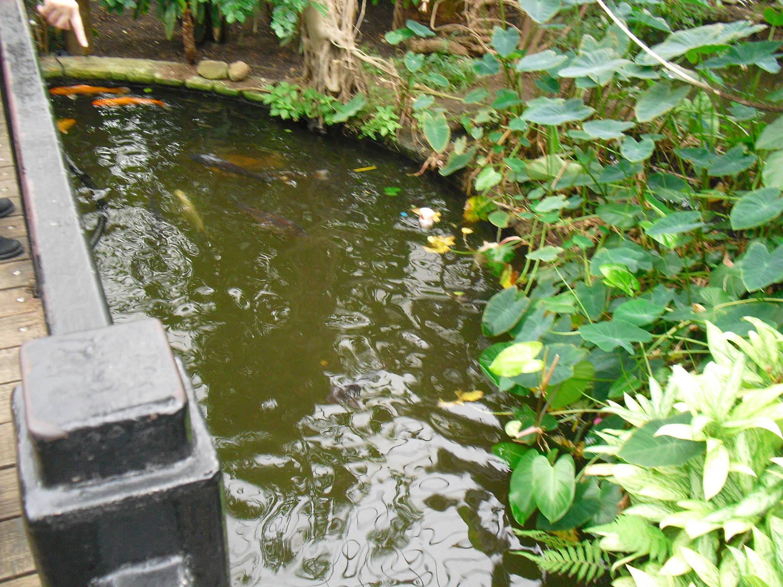 Koi Pond - 27/10/2011