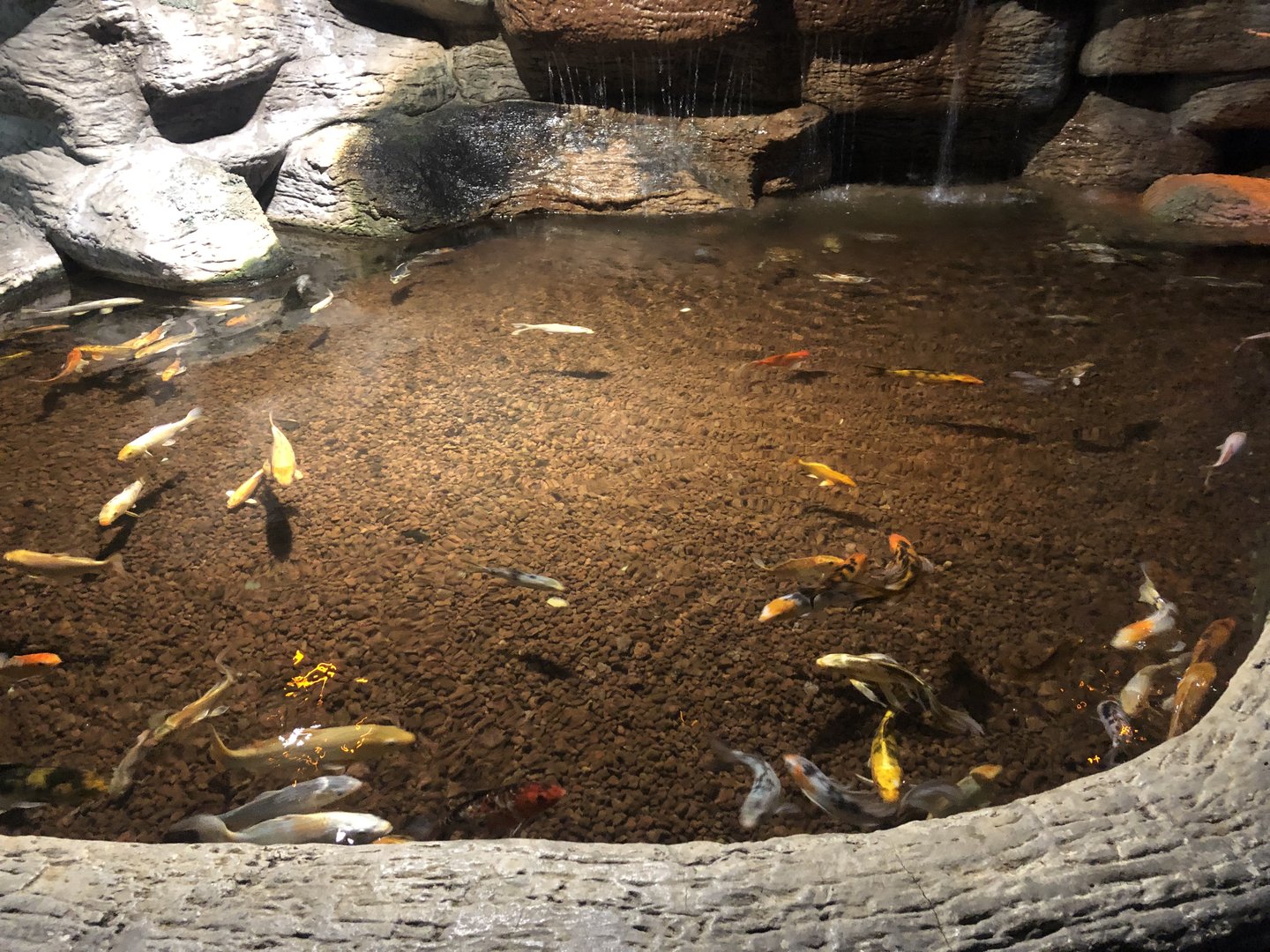 Koi Pond at at Aqua Vega