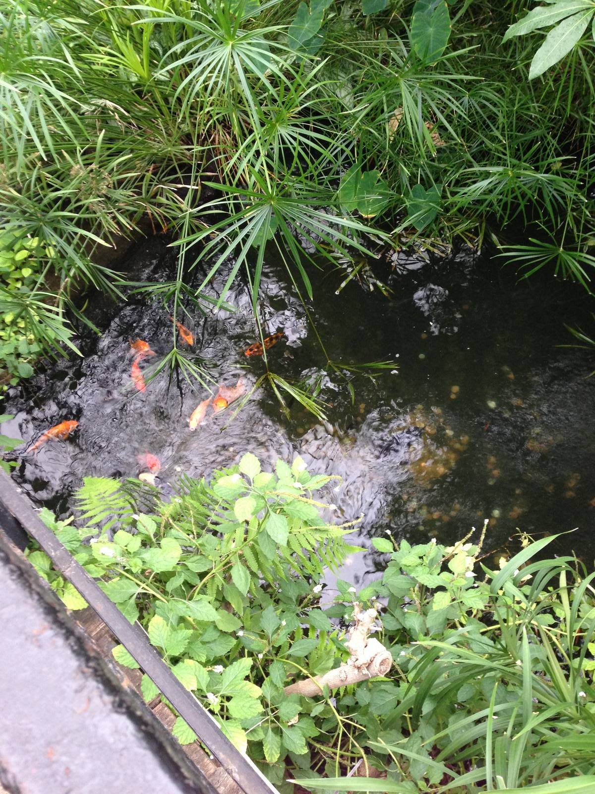 Koi Pond at Tropical World - 02/10/2013