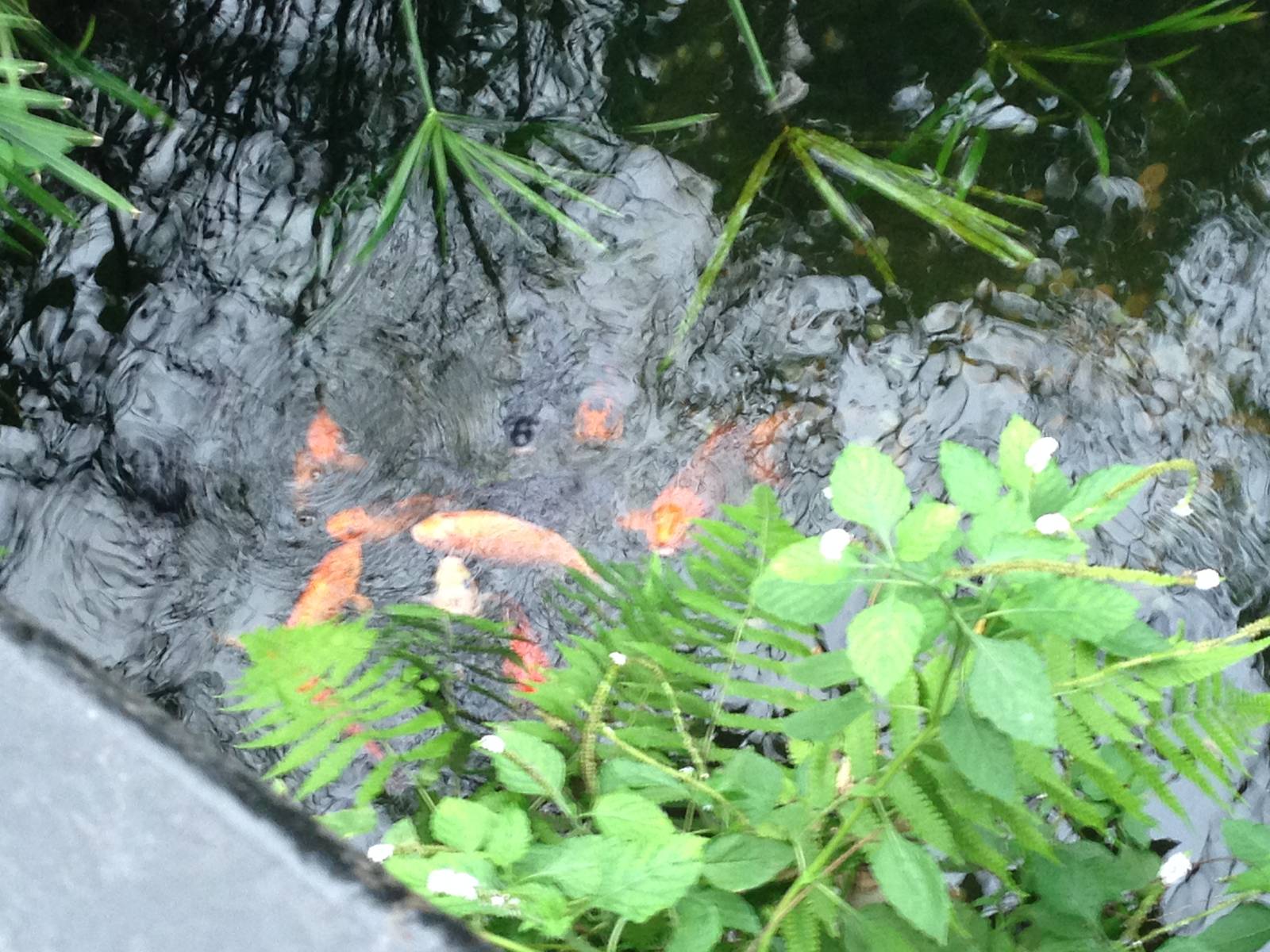 Koi Pond at Tropical World - 02/10/2013