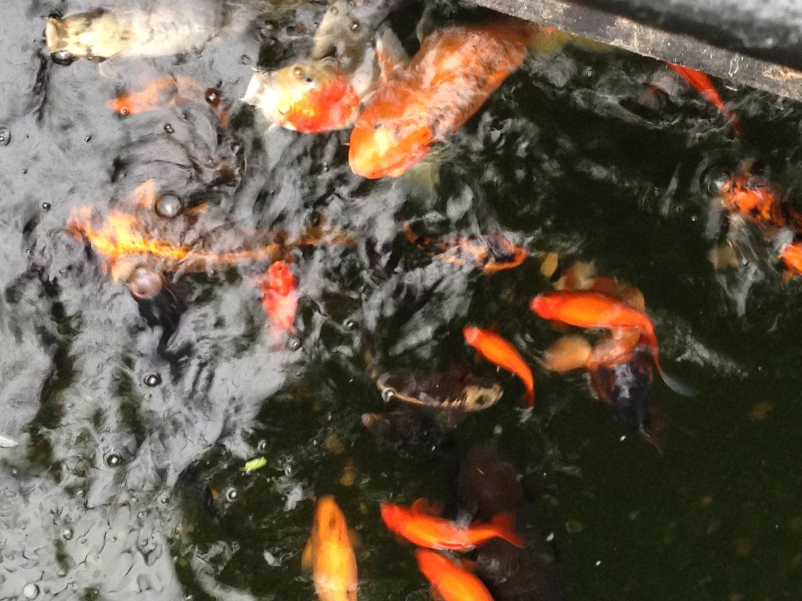 Koi Pond at Tropical World - 02/10/2013