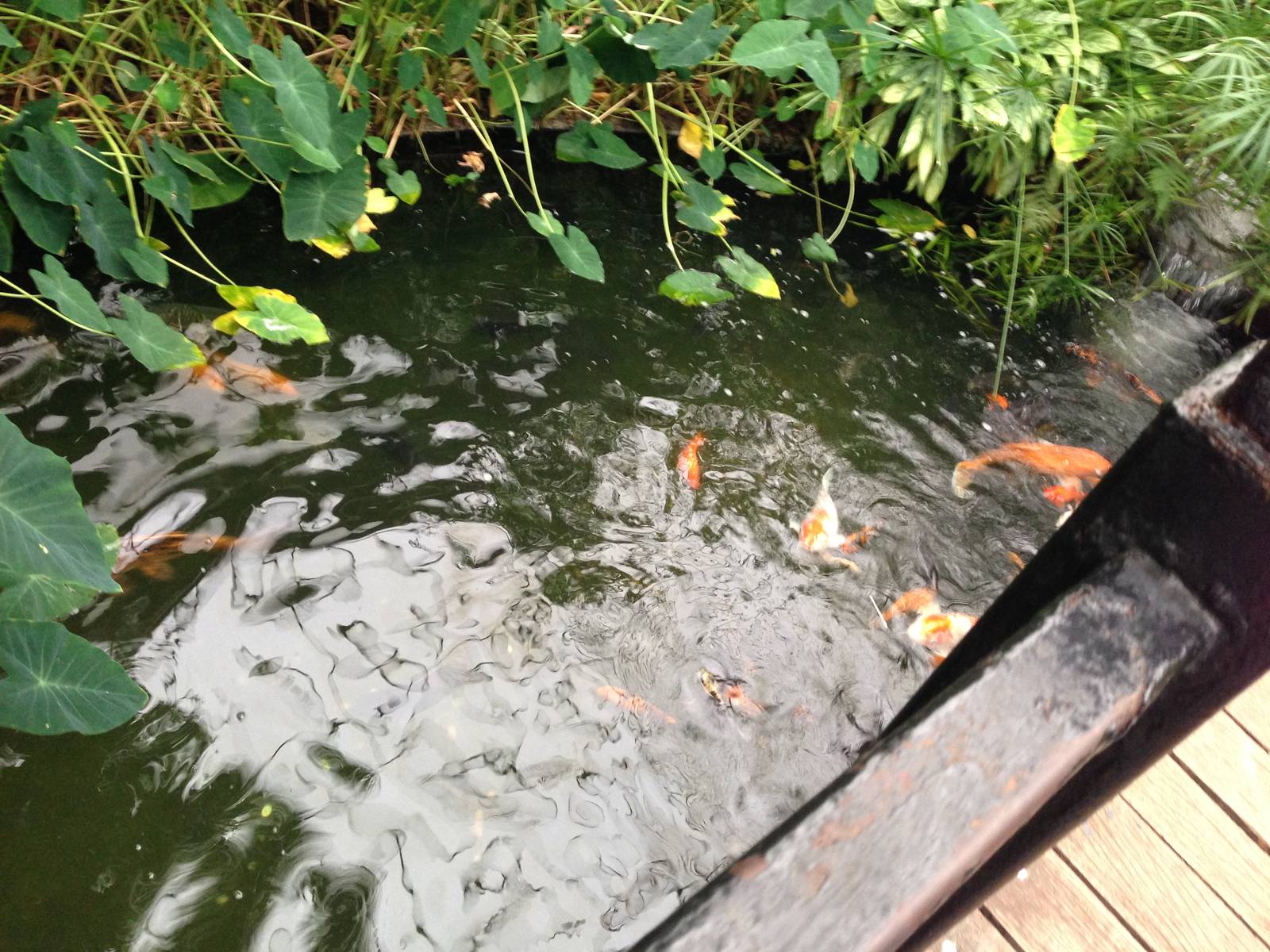 Koi Pond at Tropical World - 02/10/2013