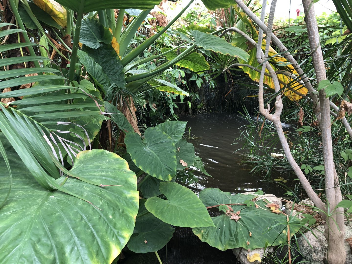 Koi Pond at Tropical World (July 2020)