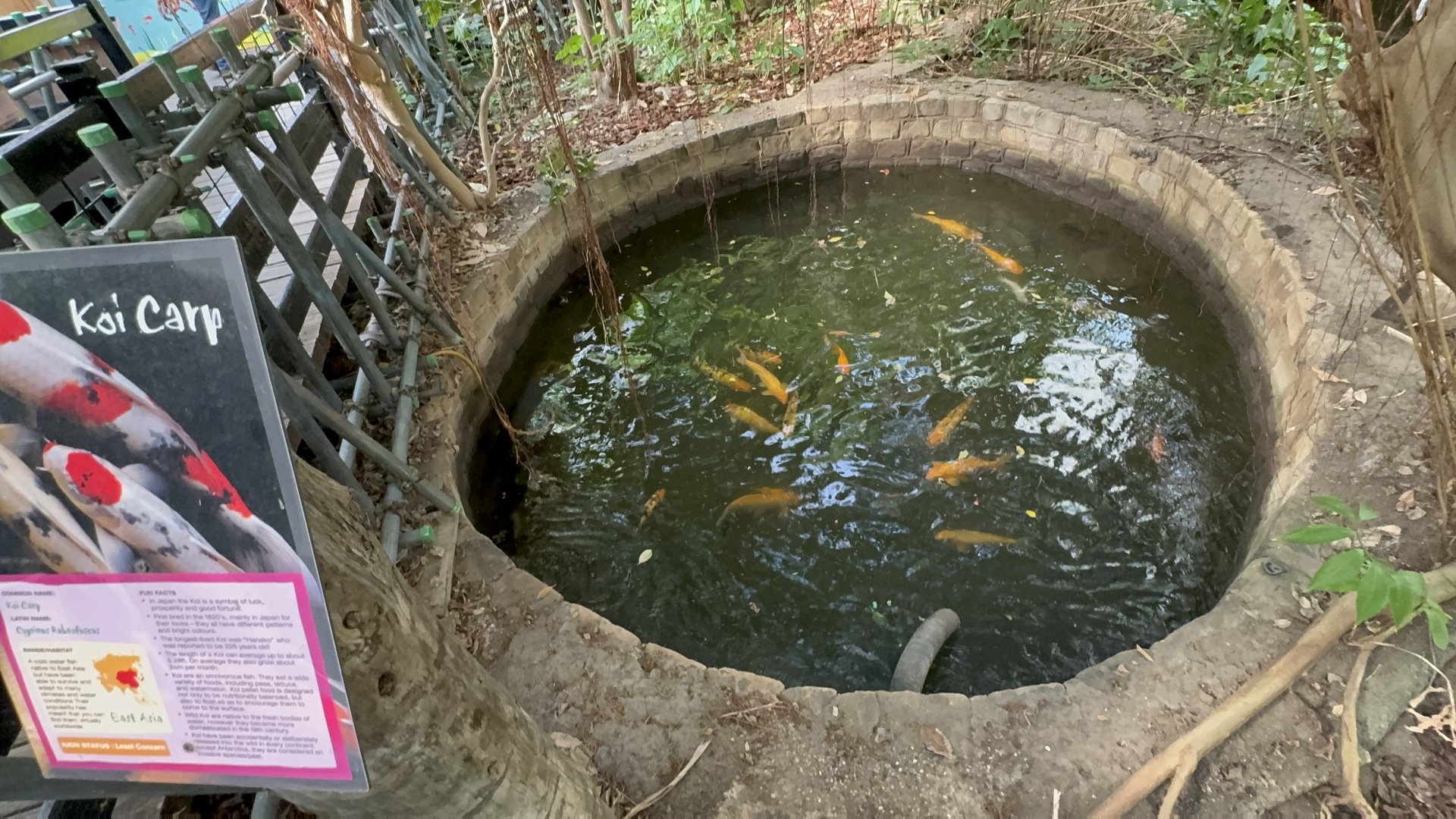 Koi Pond at Tropical World (October 2024)