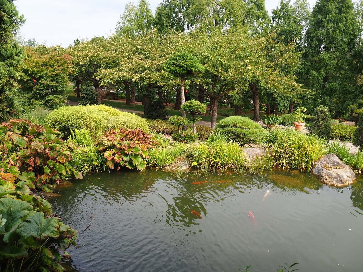 Koi pond (Aug 28th, 2018)