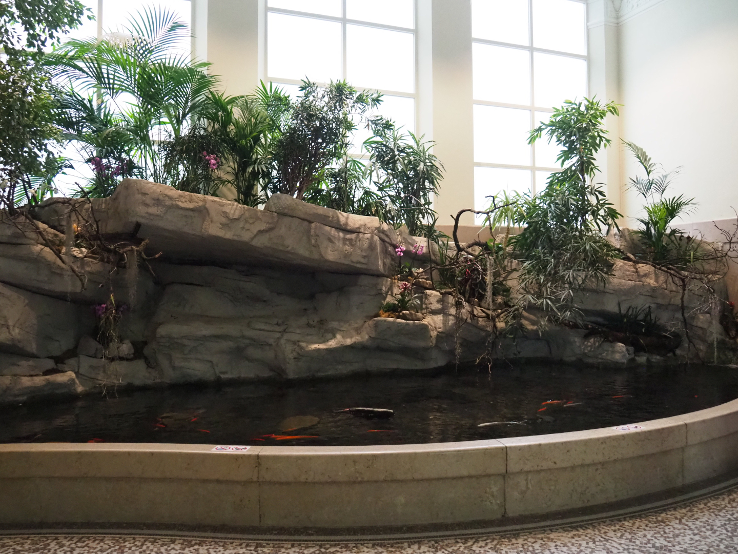 Koi pond in the entrance hall of the aquarium, 2020-05-24