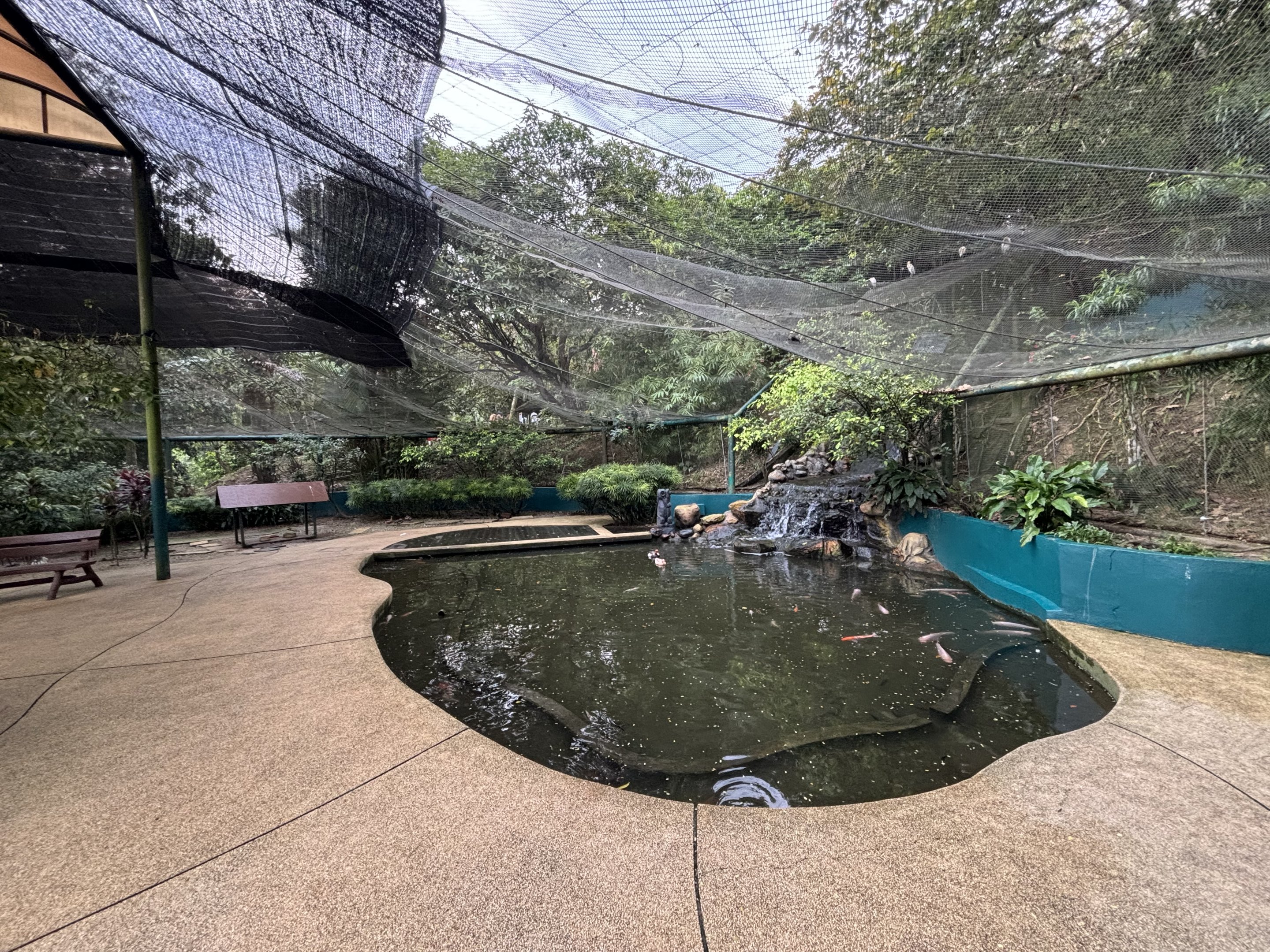 Koi Pond + Walk-through Aviary