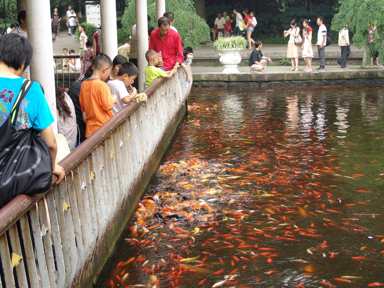 Koi pond with enthusiastic public