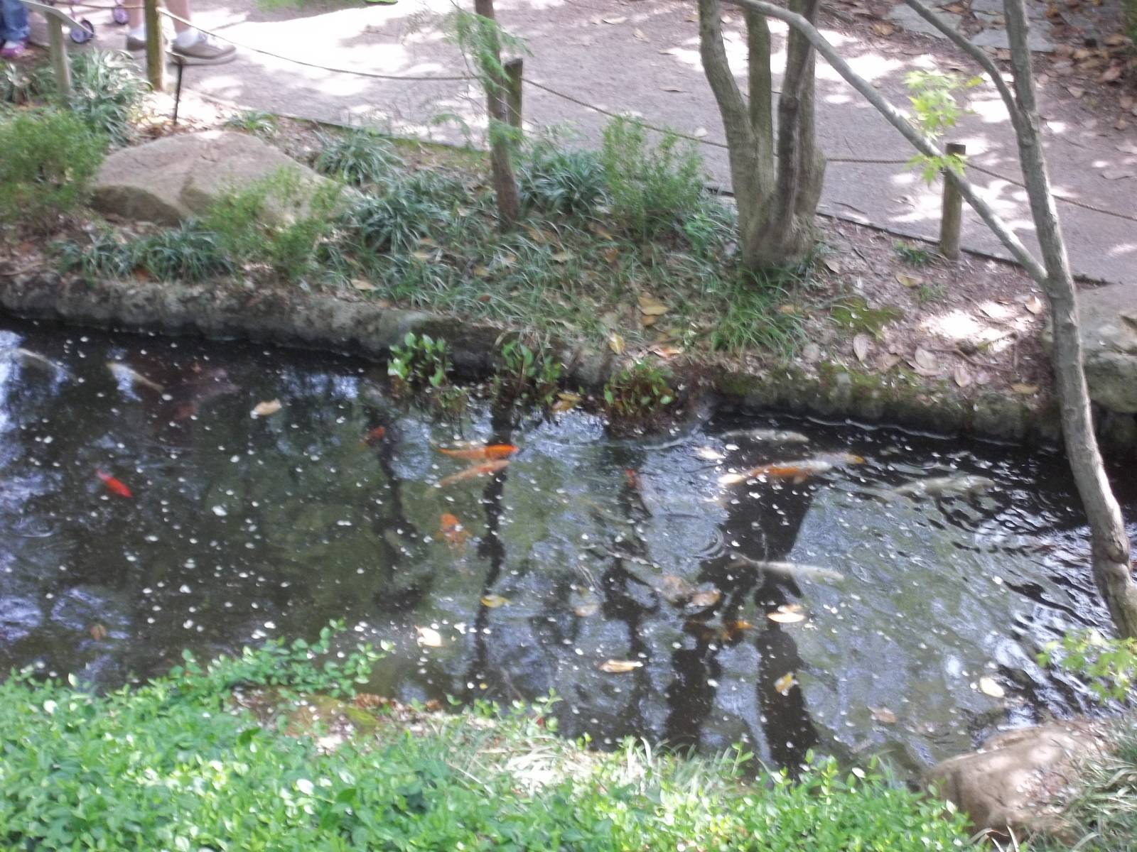 Koi Pond