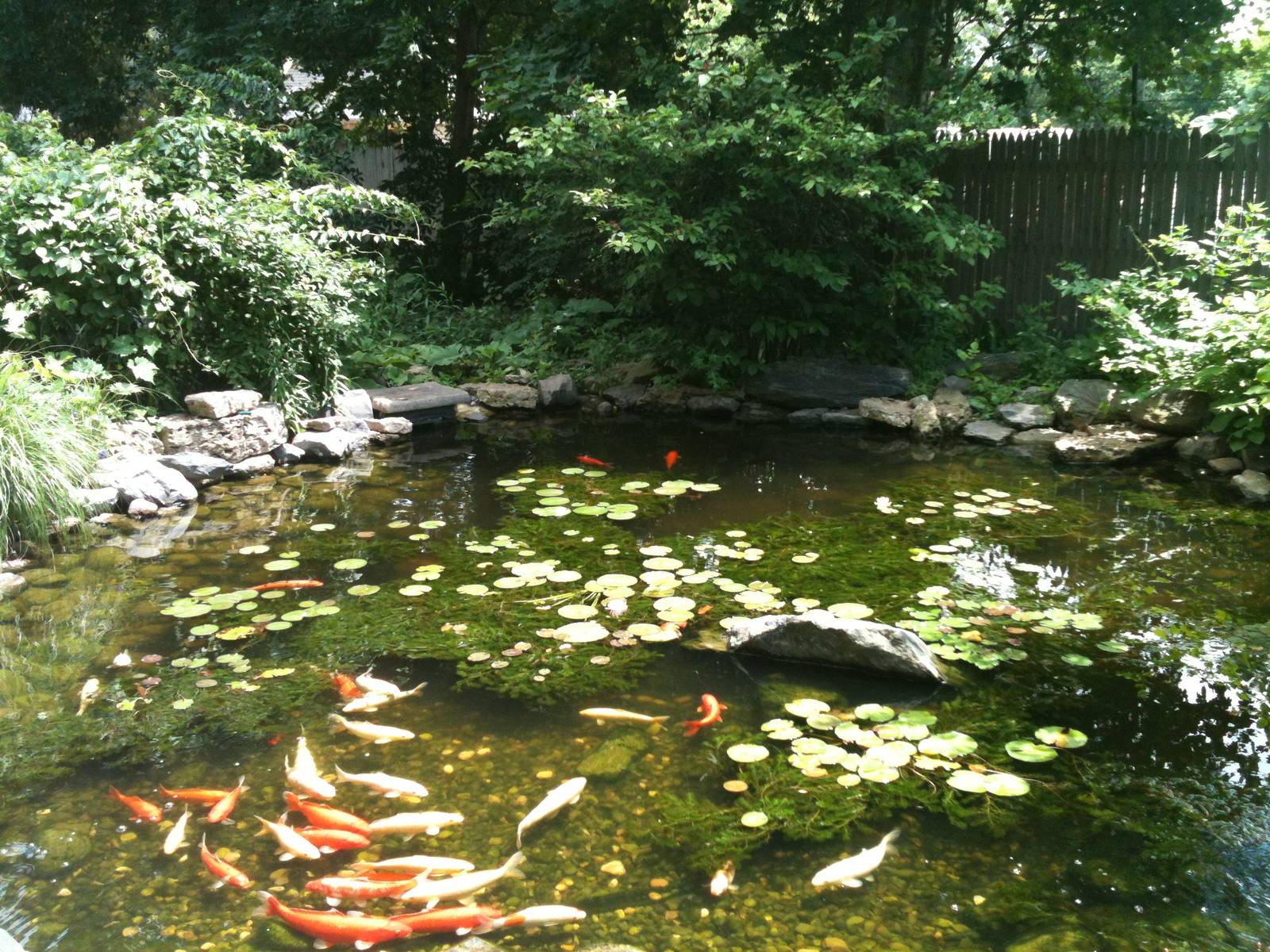 Koi Pond