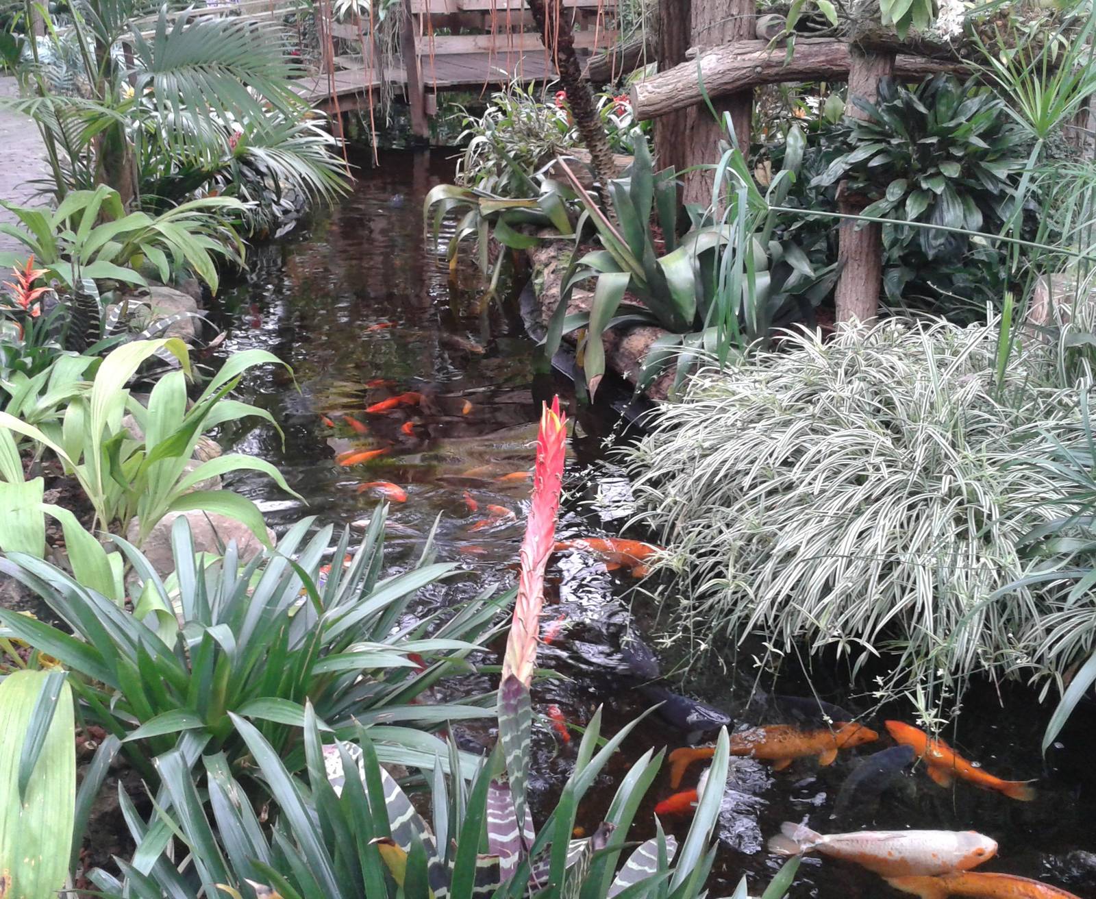 Koi pond