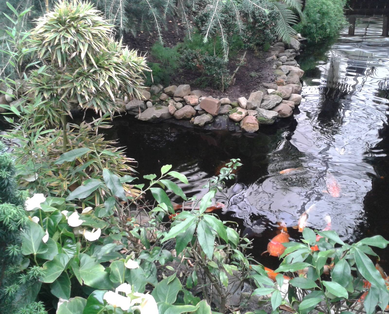 Koi pond