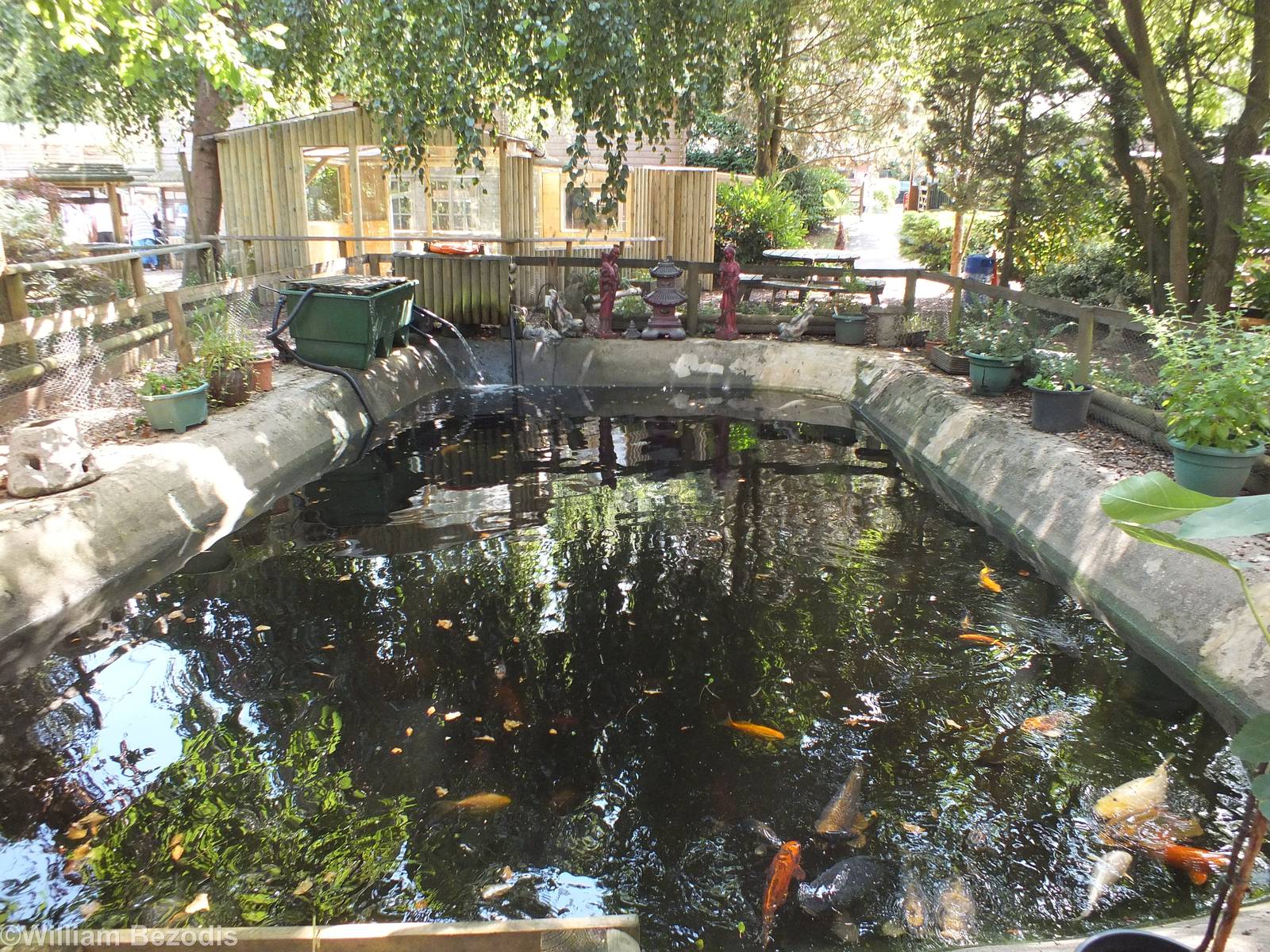 Koi Pond