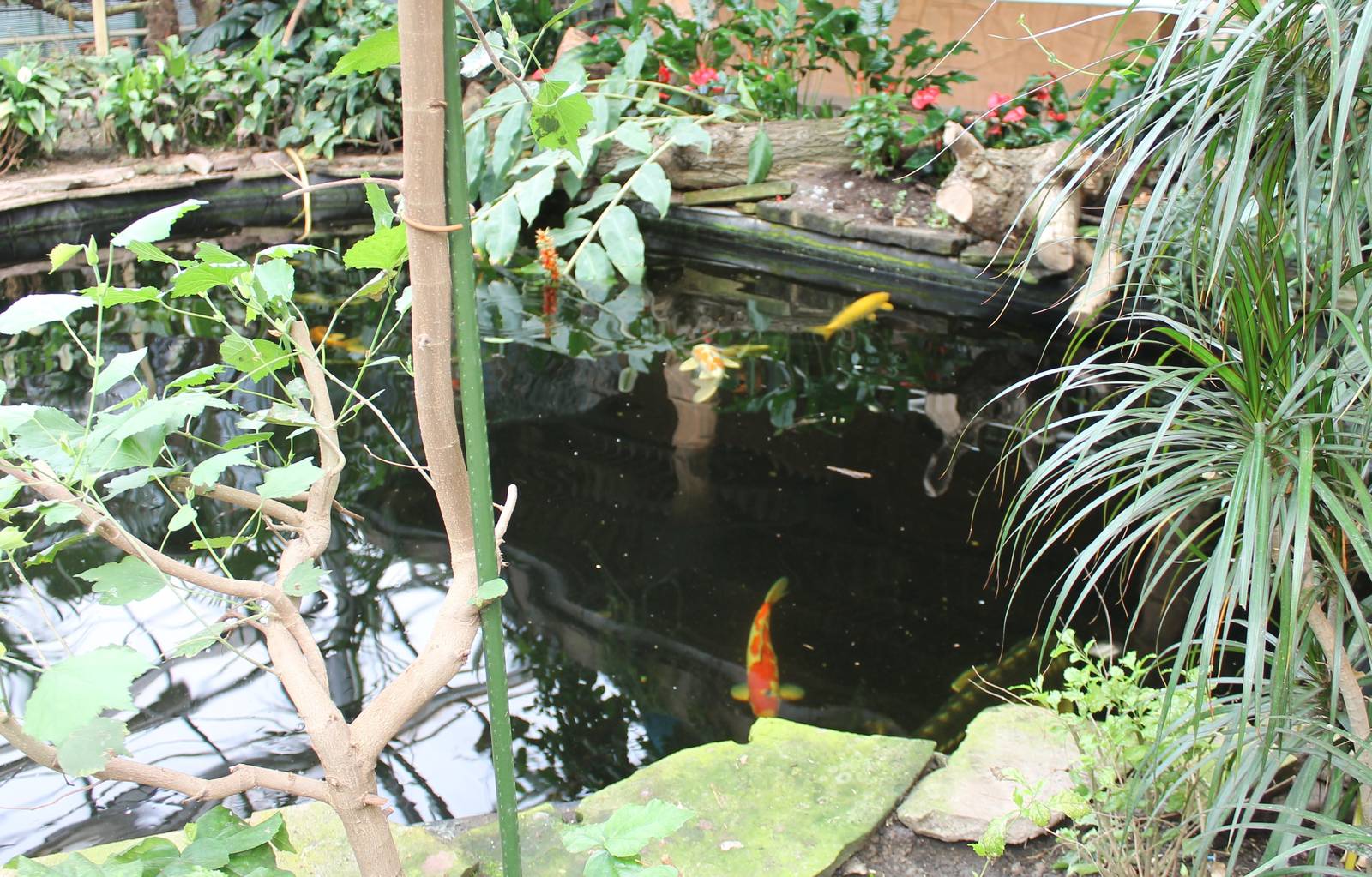 Koi pond