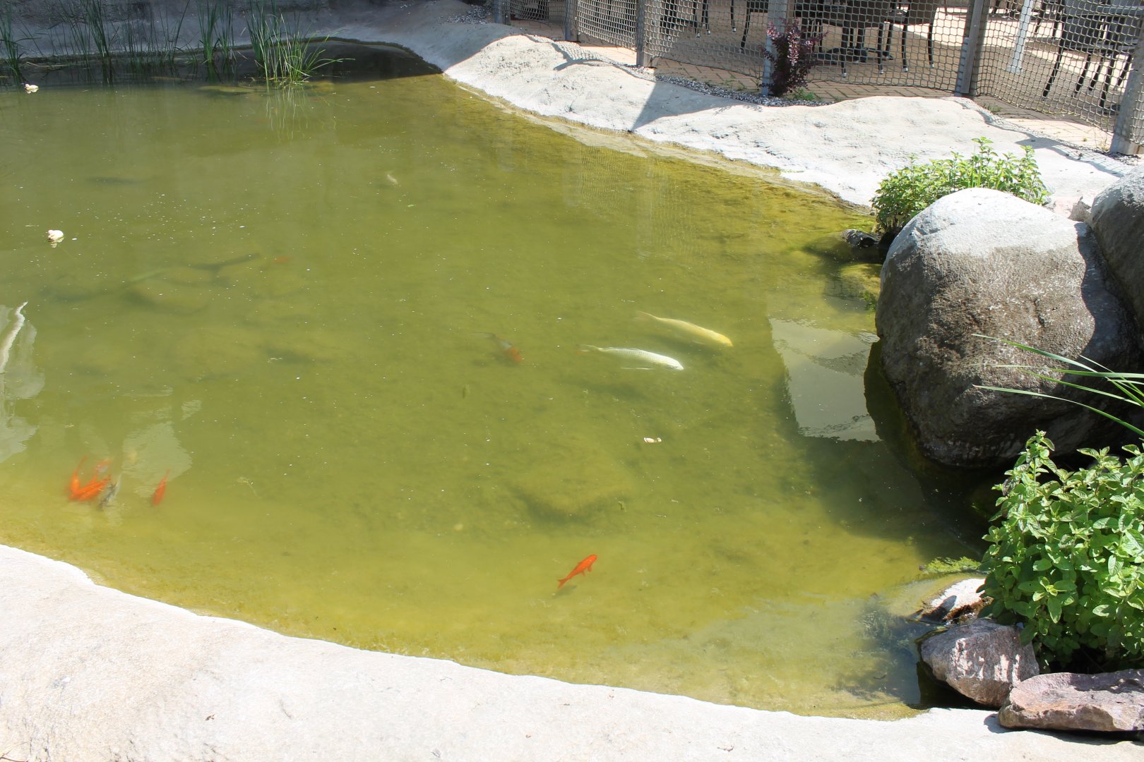 Koi-pond
