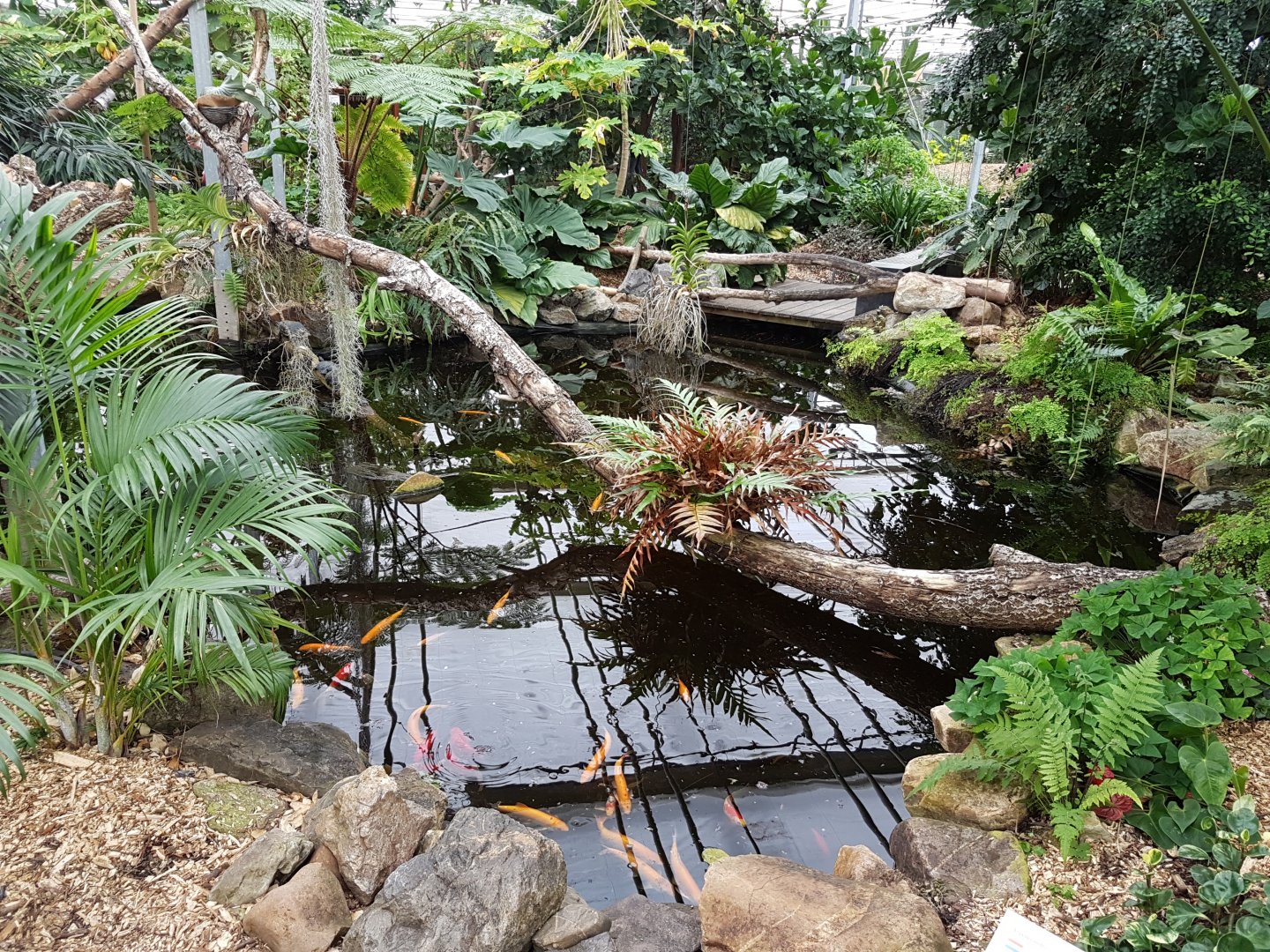 Koi-pond