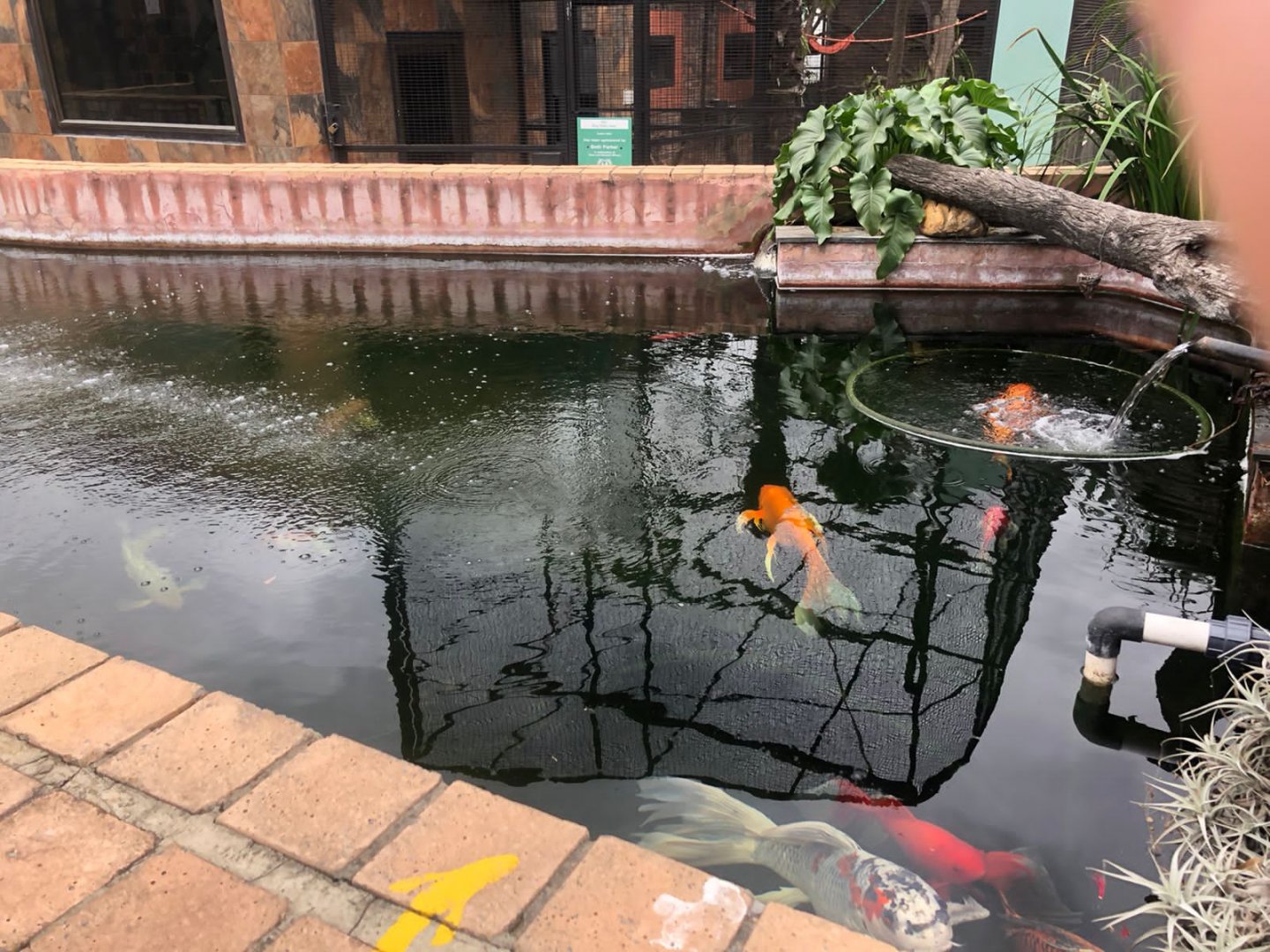Koi Pond