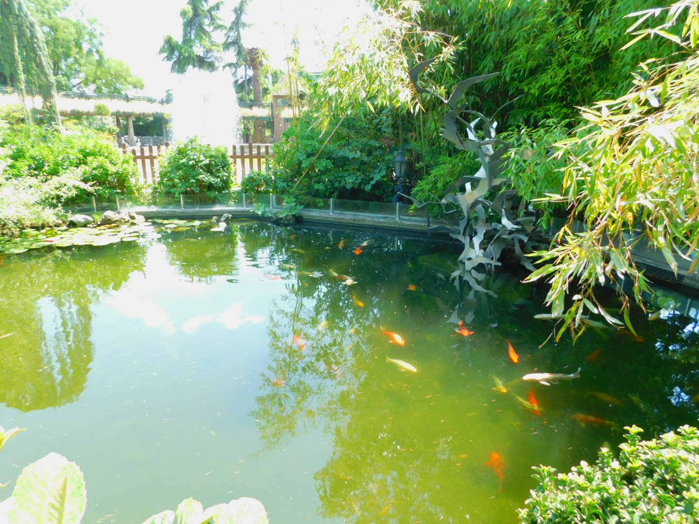Koi pond