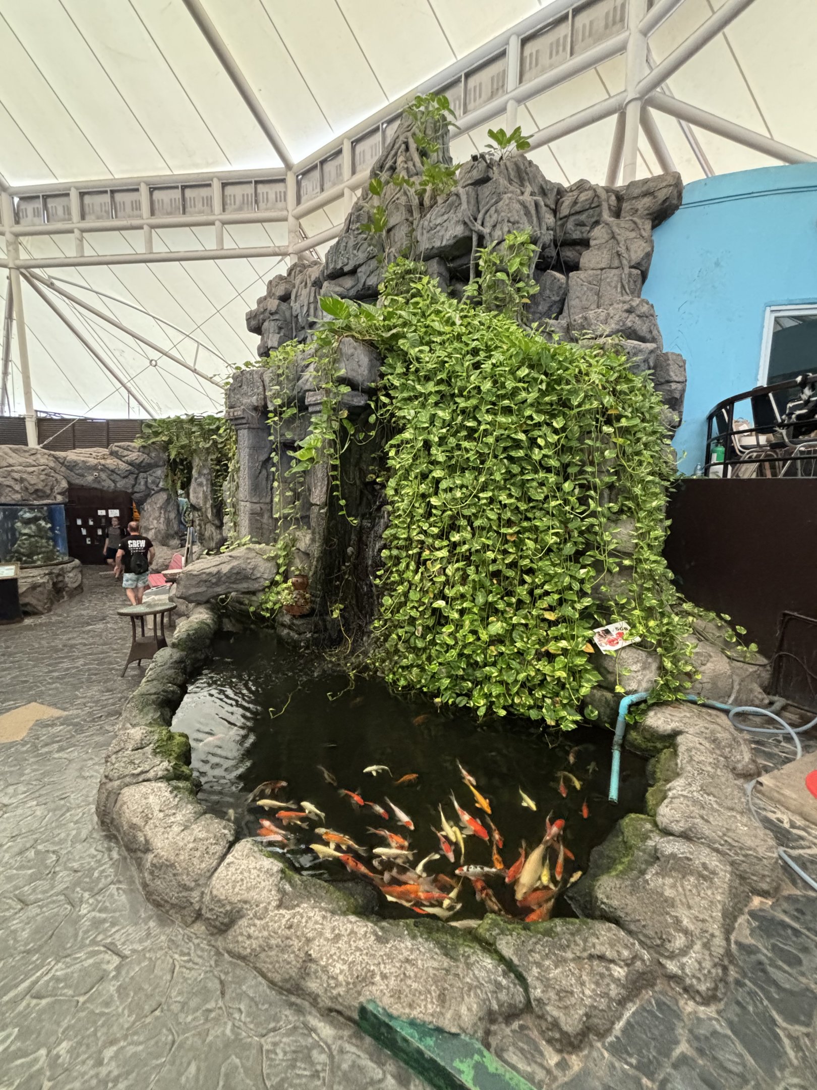Koi Pond