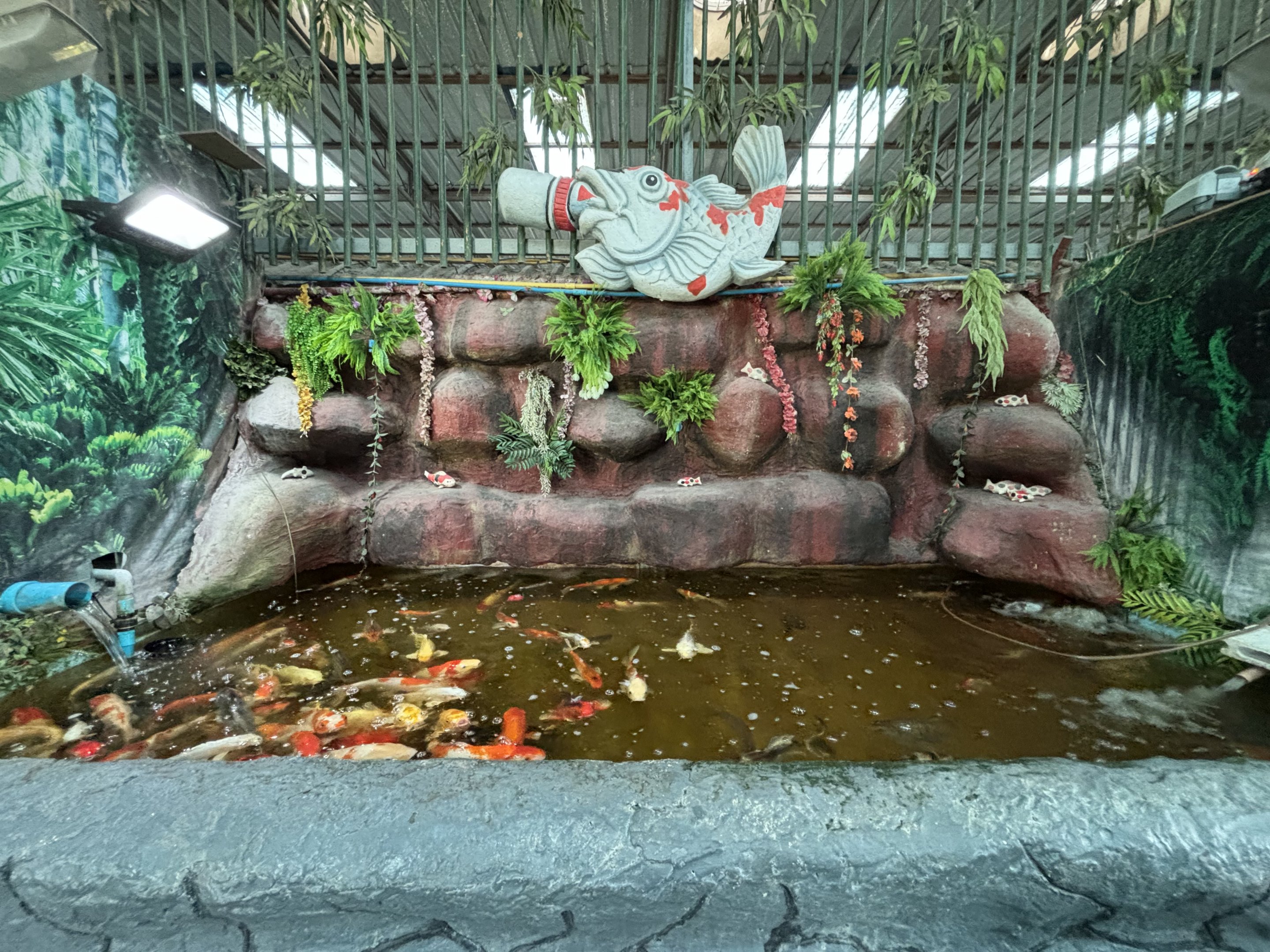 Koi Pond