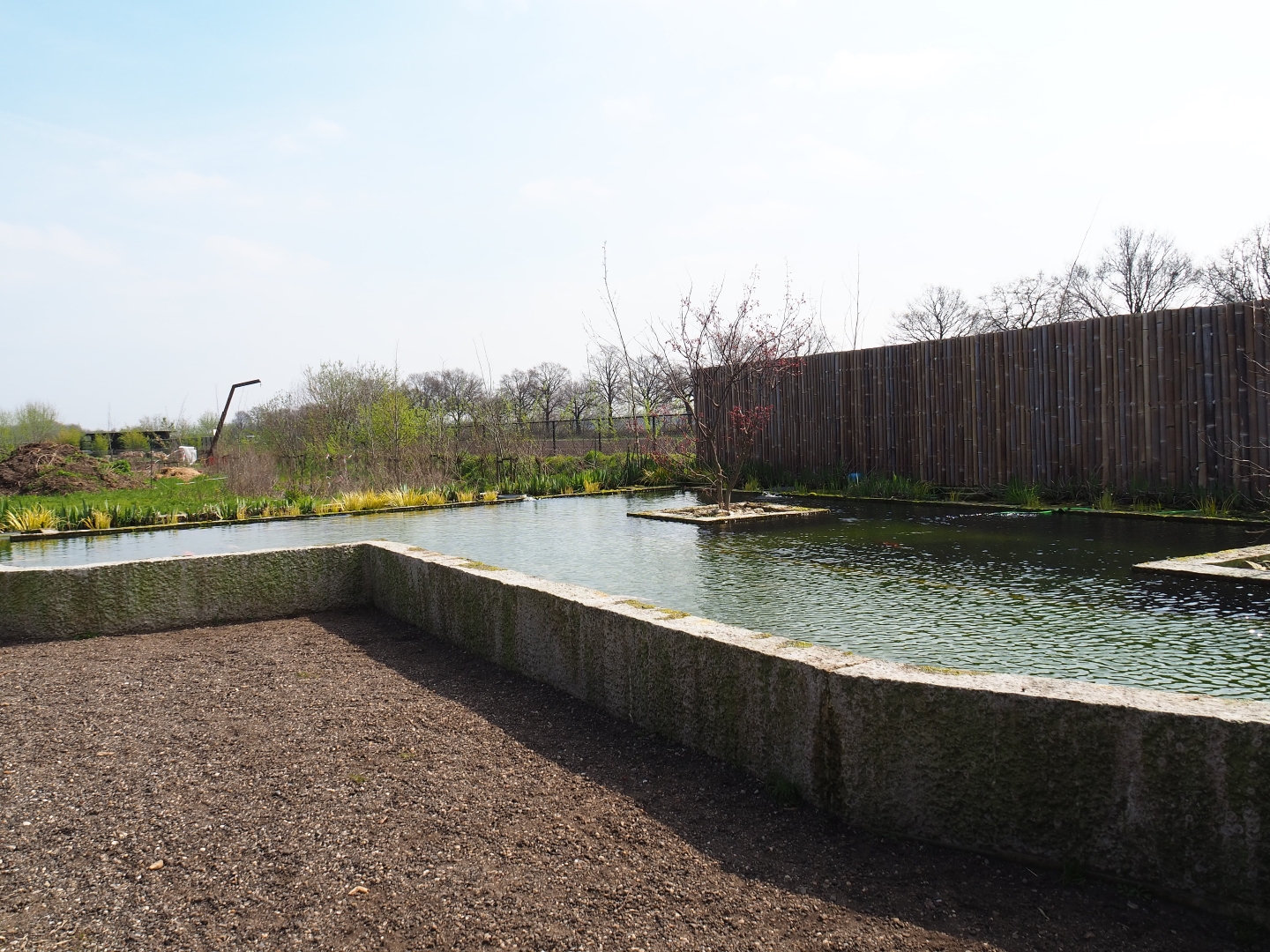 Koi - Russian sturgeon - Siberian sturgeon pond, 2019-04-06