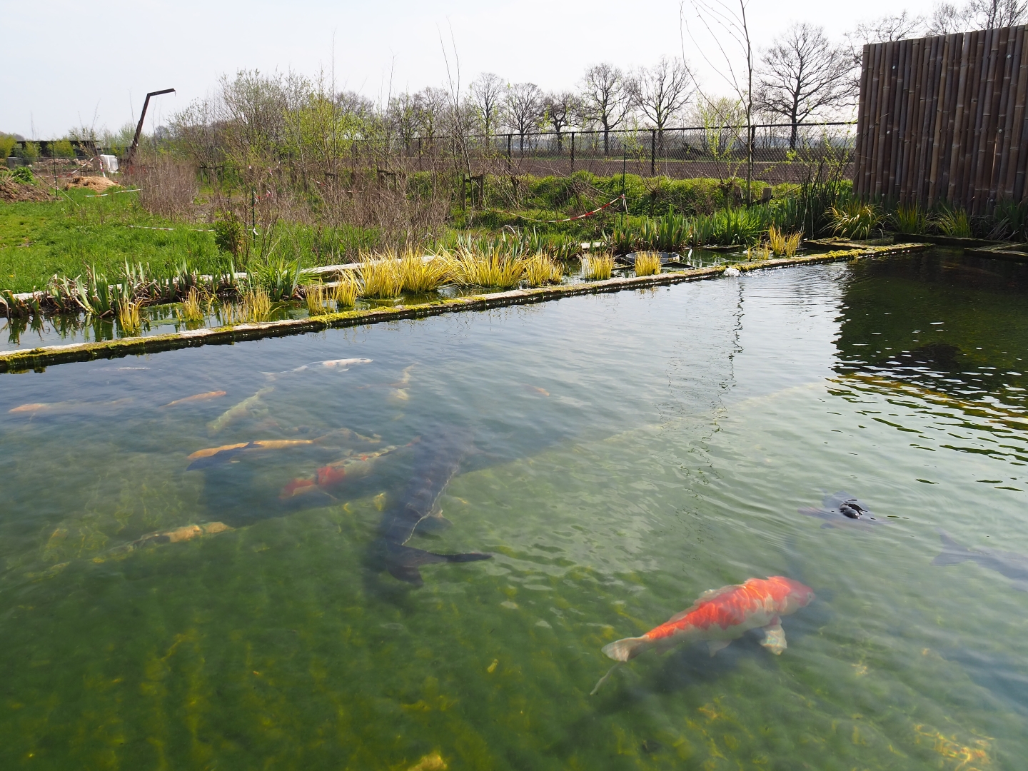 Koi - Russian sturgeon - Siberian sturgeon pond, 2019-04-06