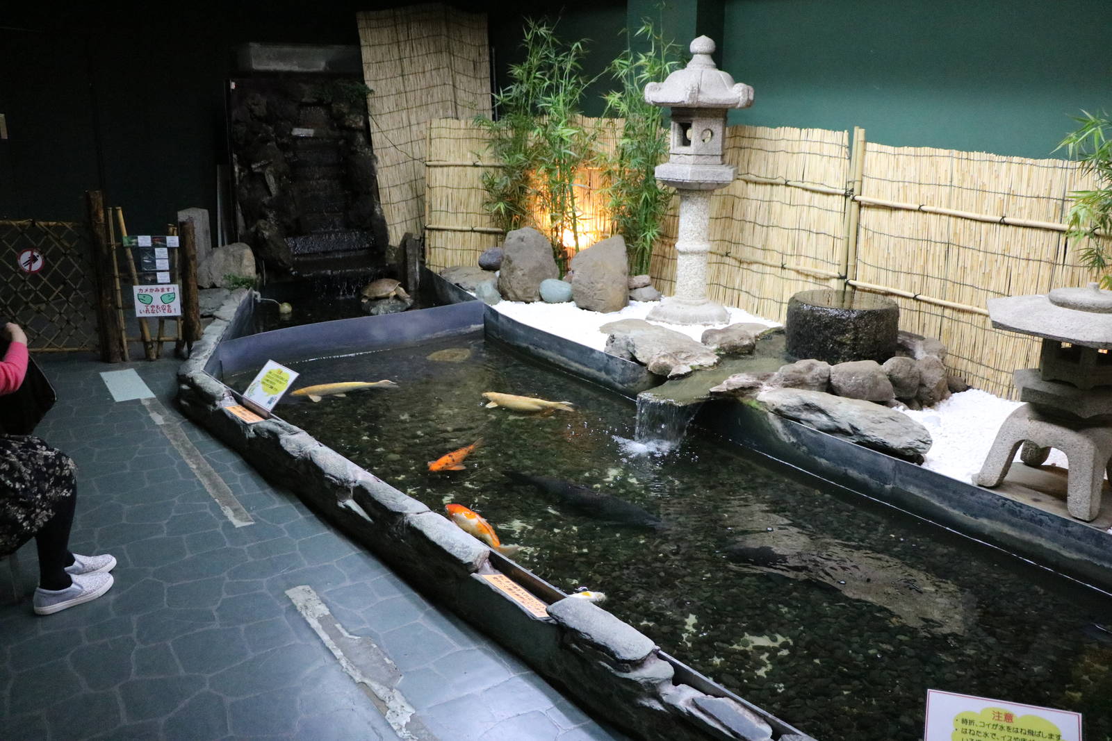 Koi stream - Tokyo Tower Aquarium, February 2016