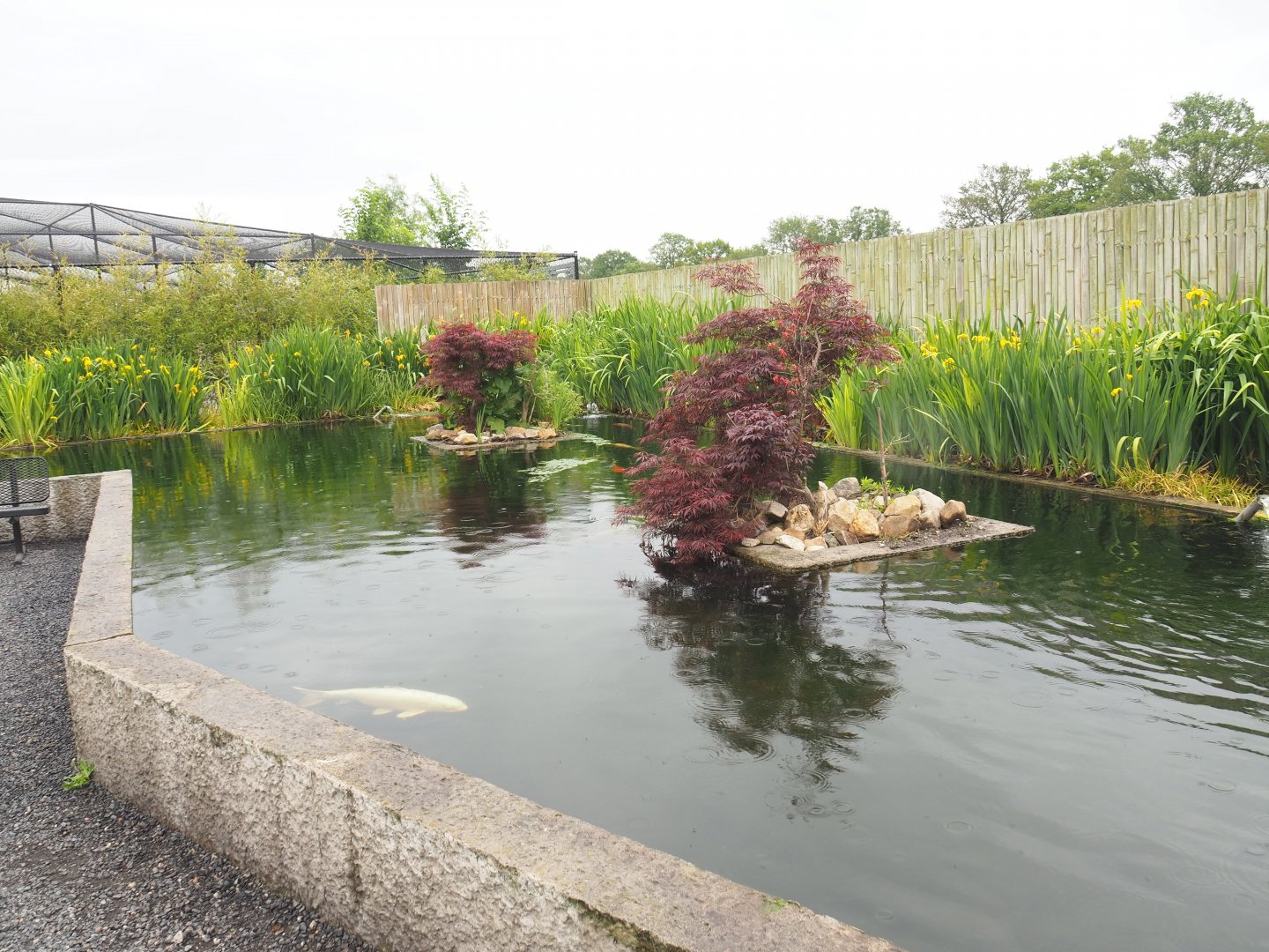 Koi, Sturgeon and Wels catfish pond, 2022-05-17