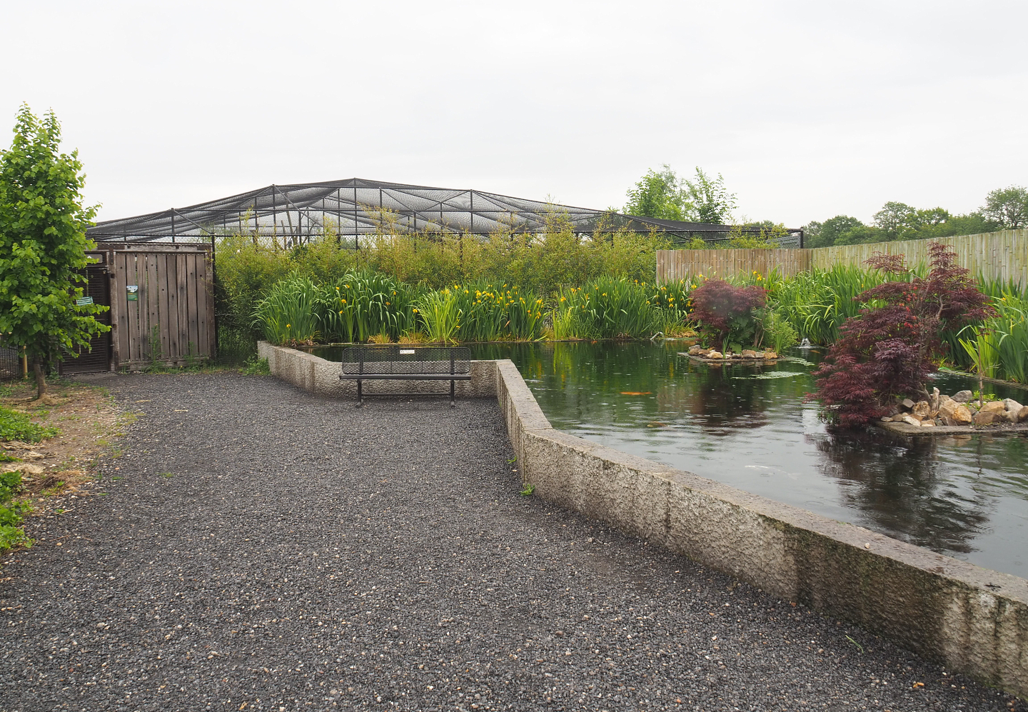 Koi, Sturgeon and Wels catfish pond and Access to new wetland aviary, 2022-05-17