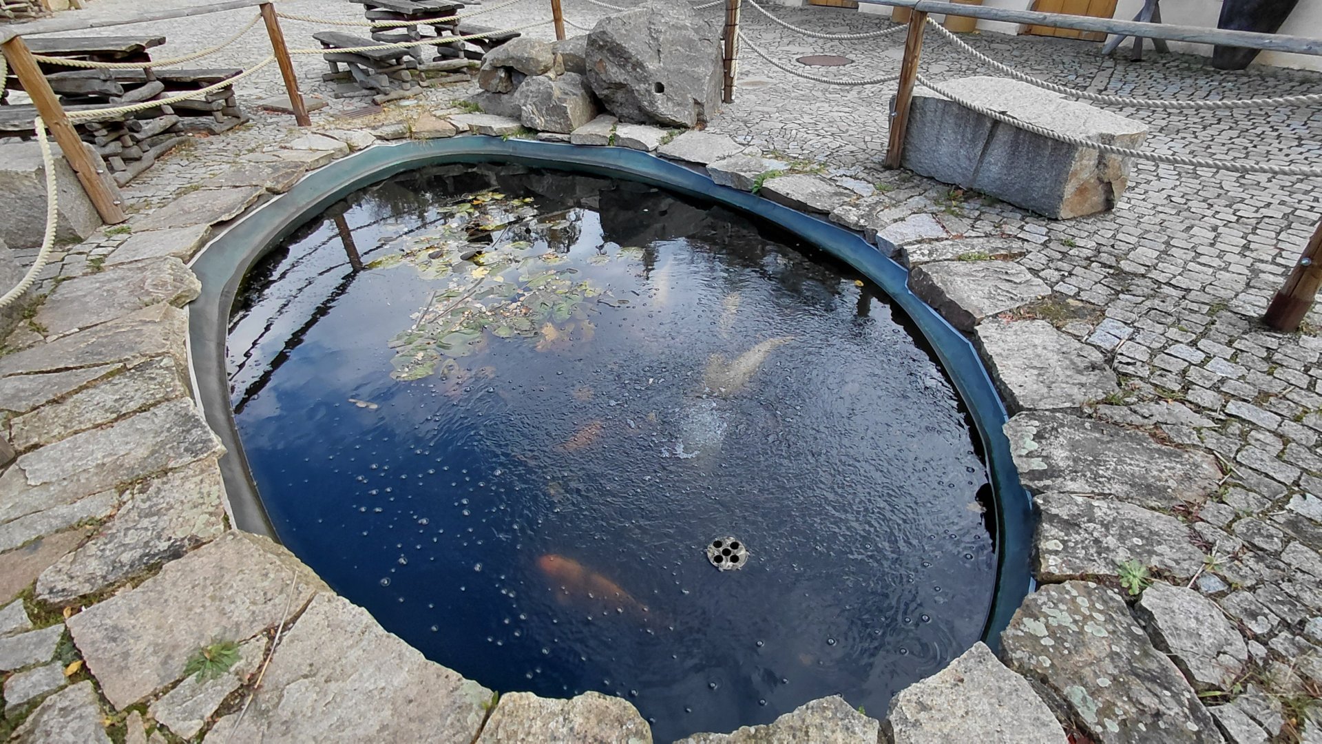 Koi + sturgeon + orfe exhibit