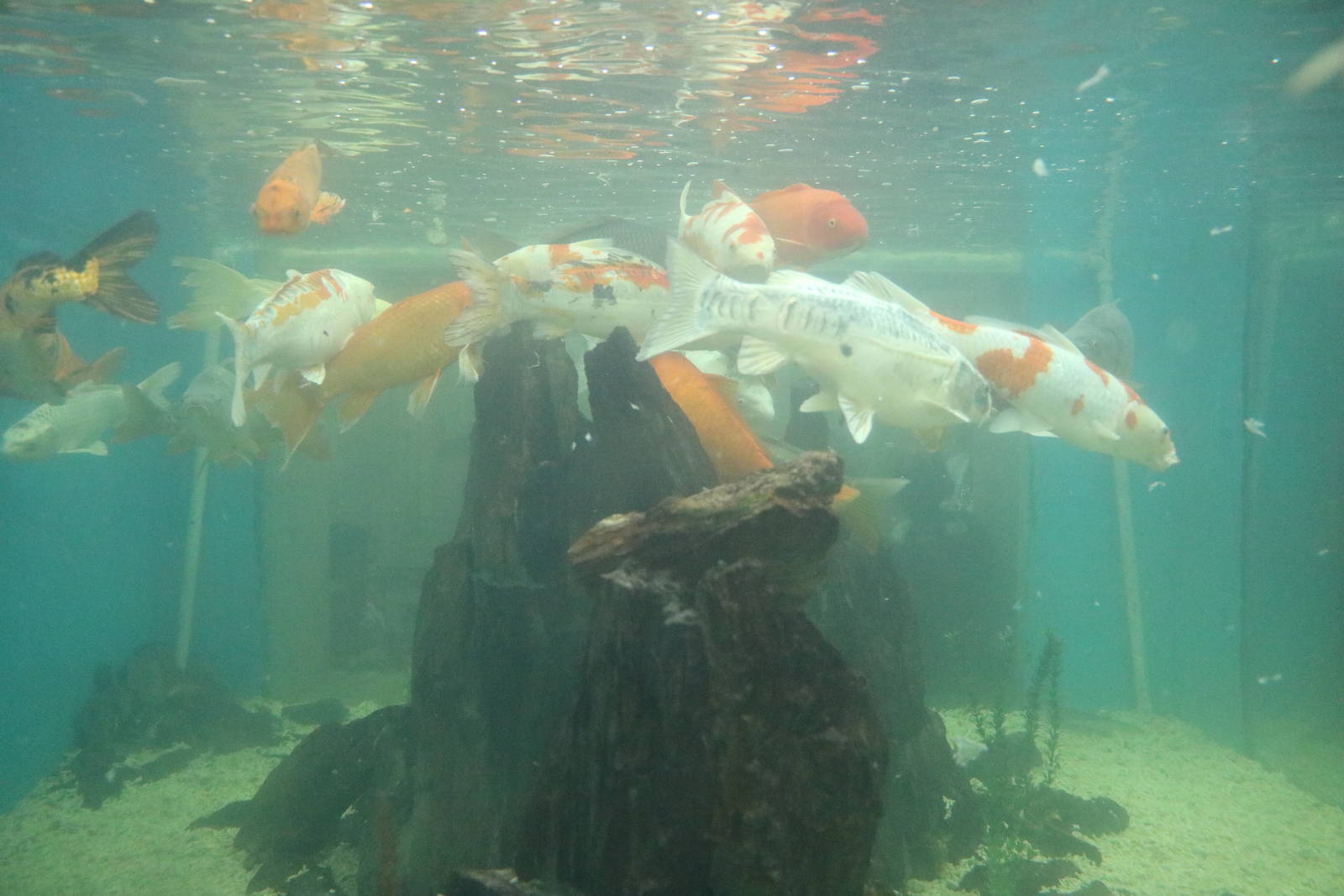 Koi tank, February 2016