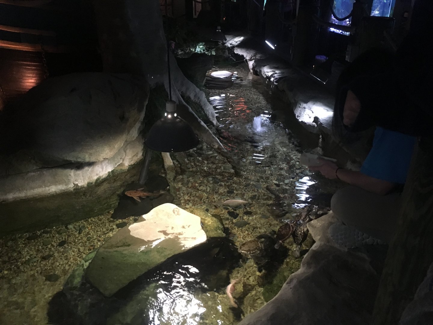 Koi/turtle exhibit pt. 2