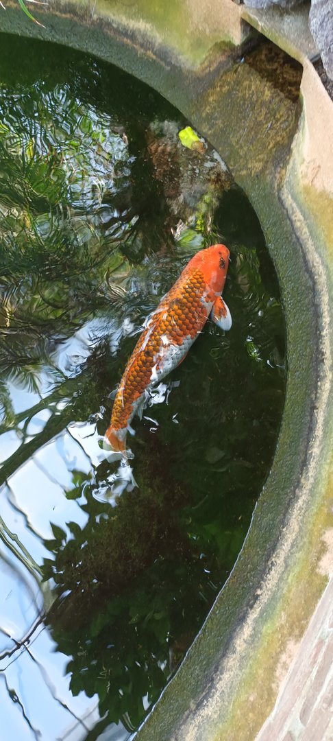 Koi