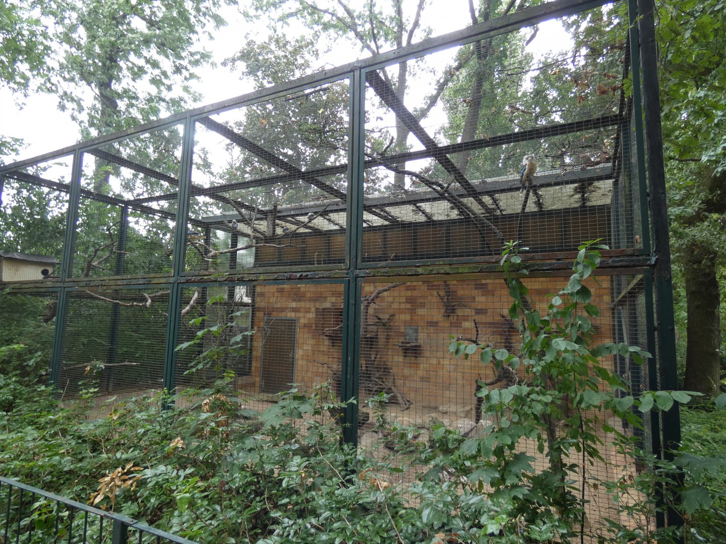 Kokaburra and Dusky Pademelon Aviary
