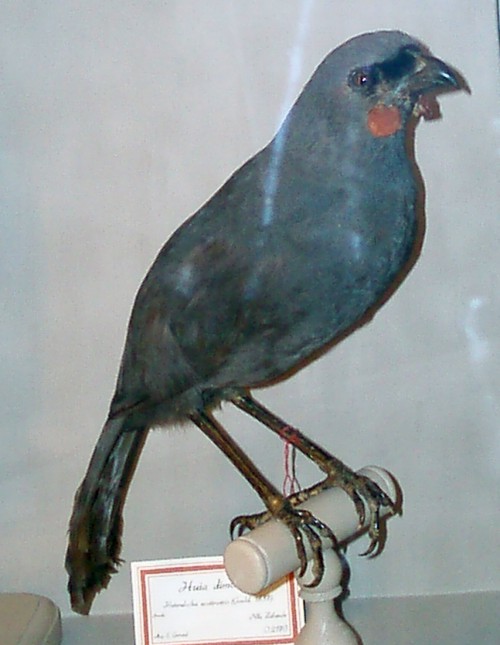 Kokako (Callaeas cinerea) (taxidermy)