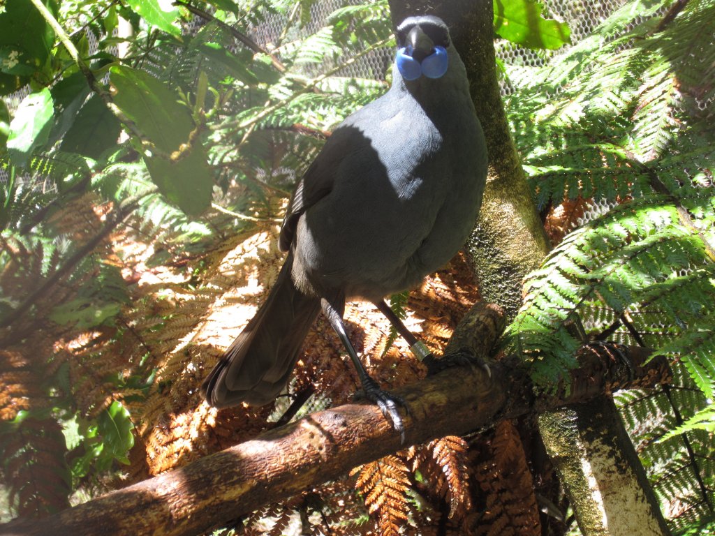 Kokako (Callaeas wilsoni)