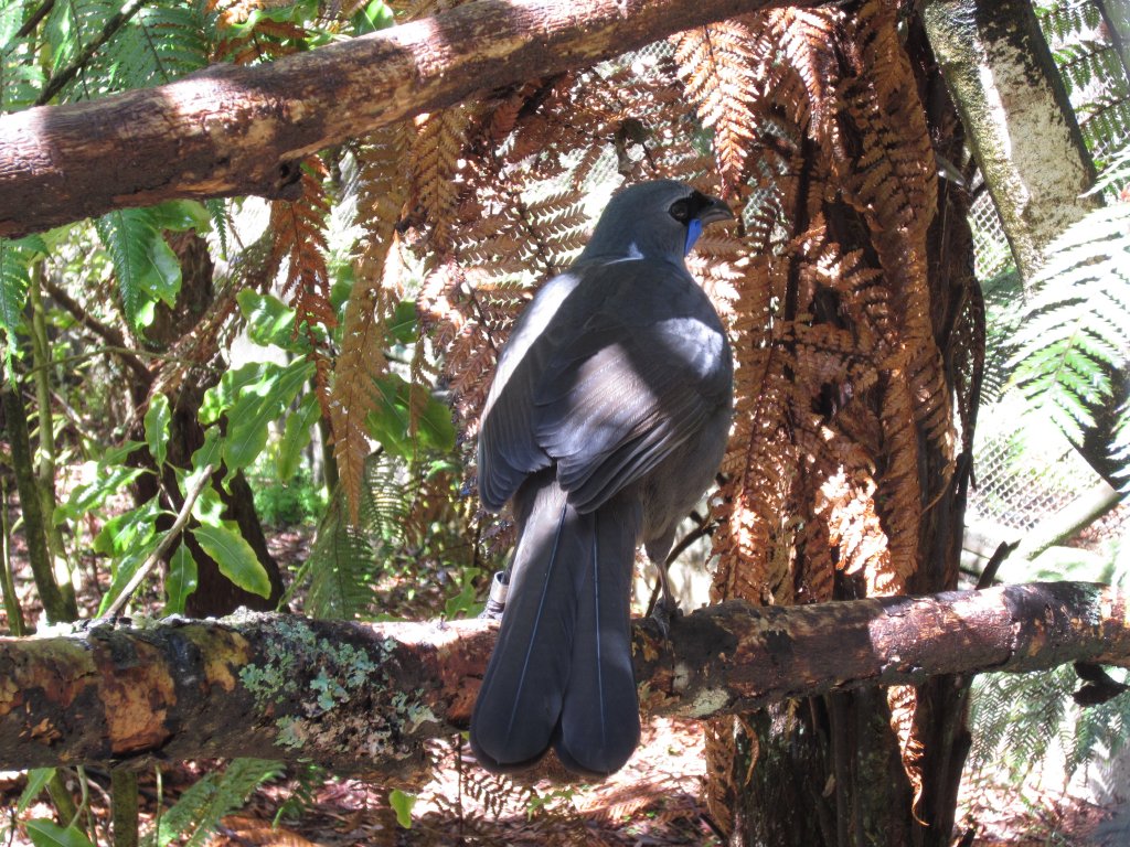 Kokako (Callaeas wilsoni)