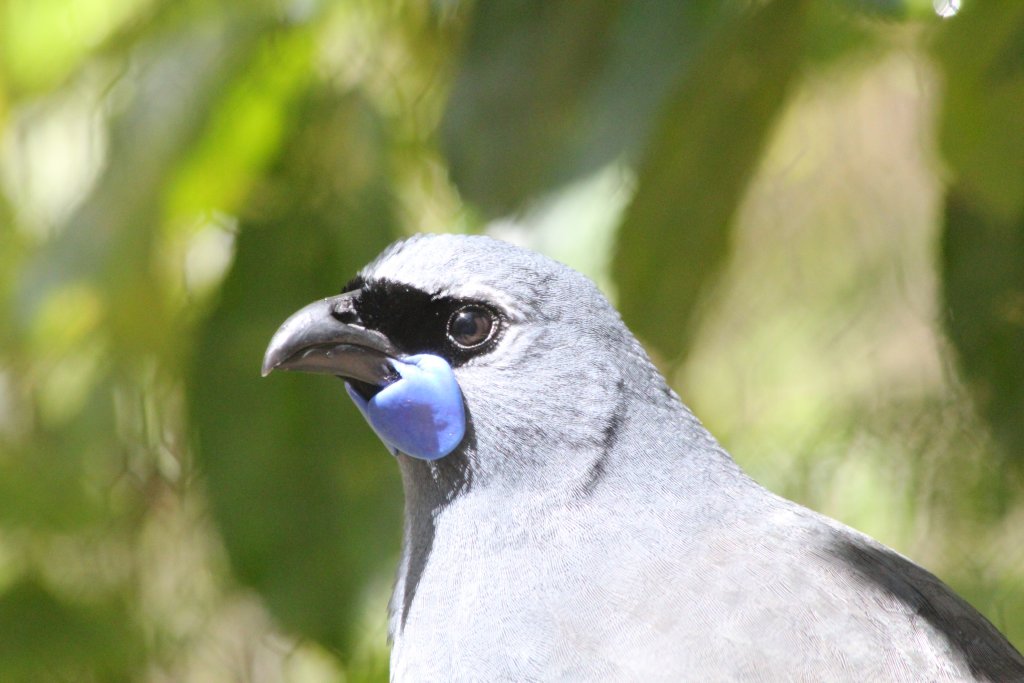 Kokako (Callaeas wilsoni)