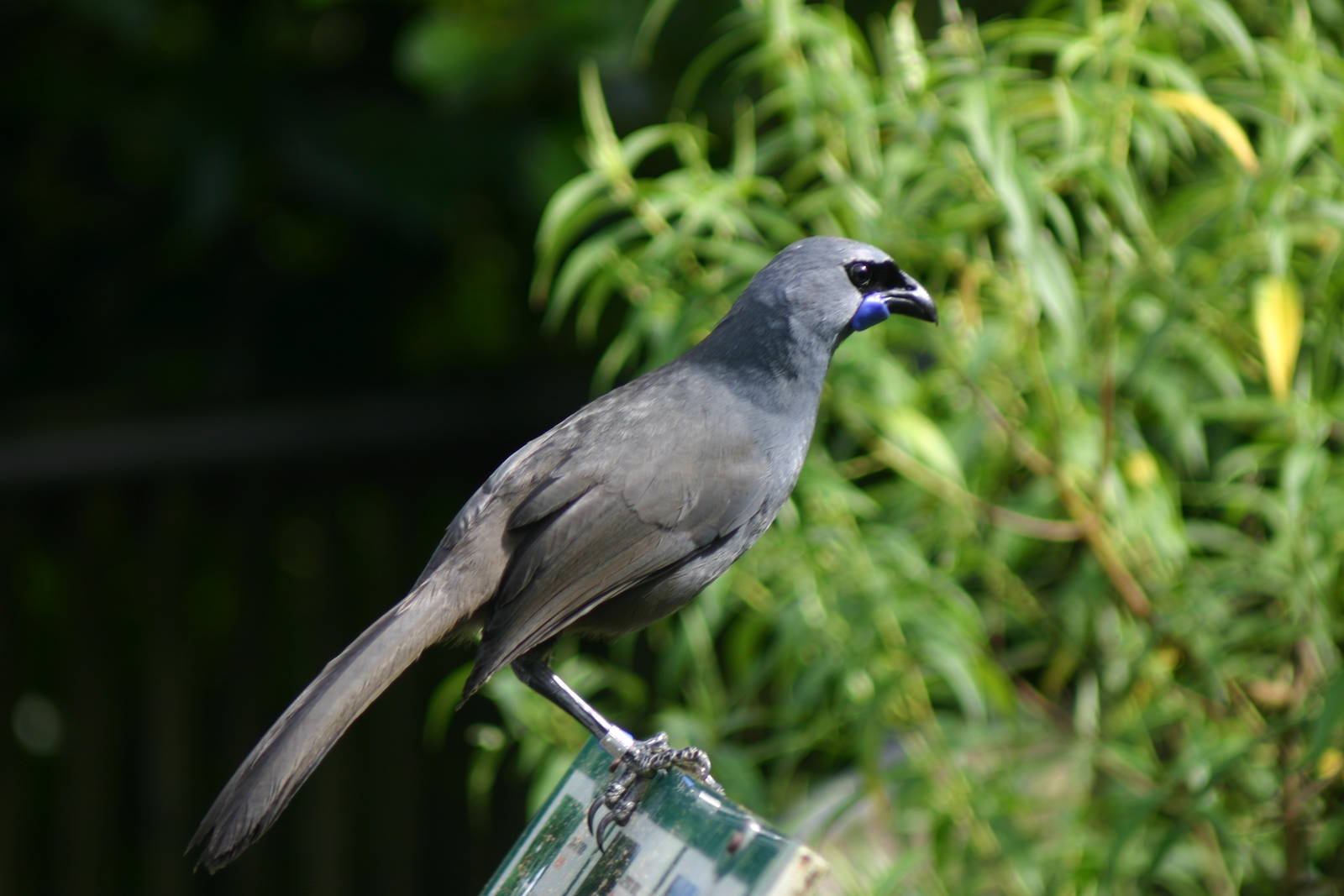 Kokako in Freeflight Sanctuary - Hamilton Zoo