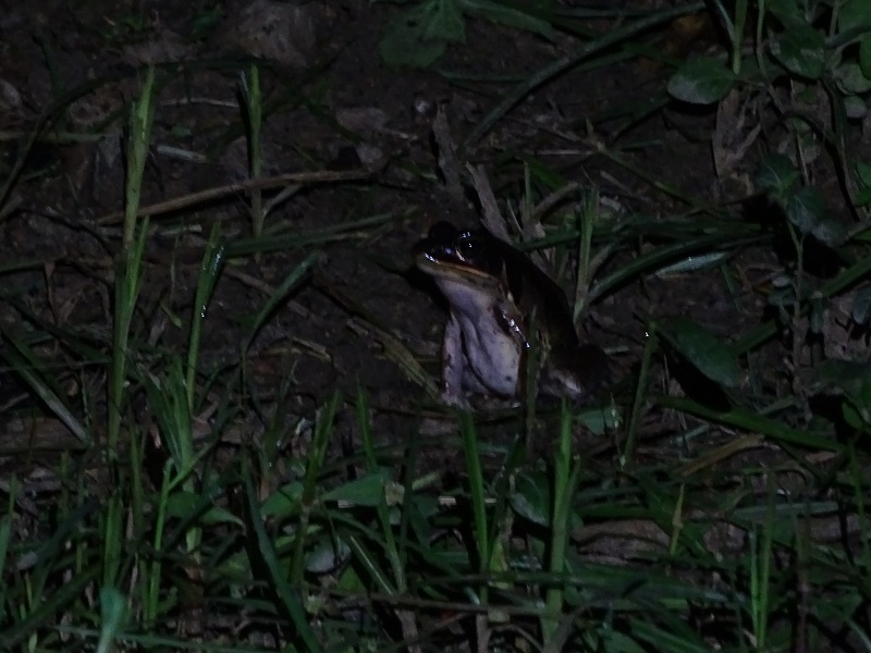 Kokarit frog (Pelophylax lateralis)