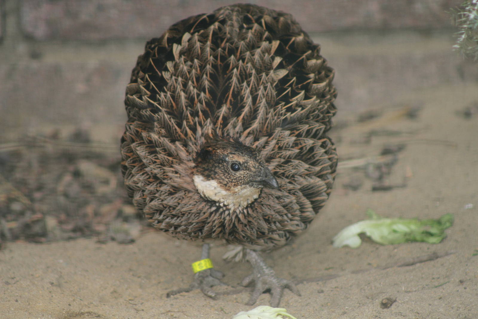 Koklass Pheasant (Pucrasia macrolopha) 0-1