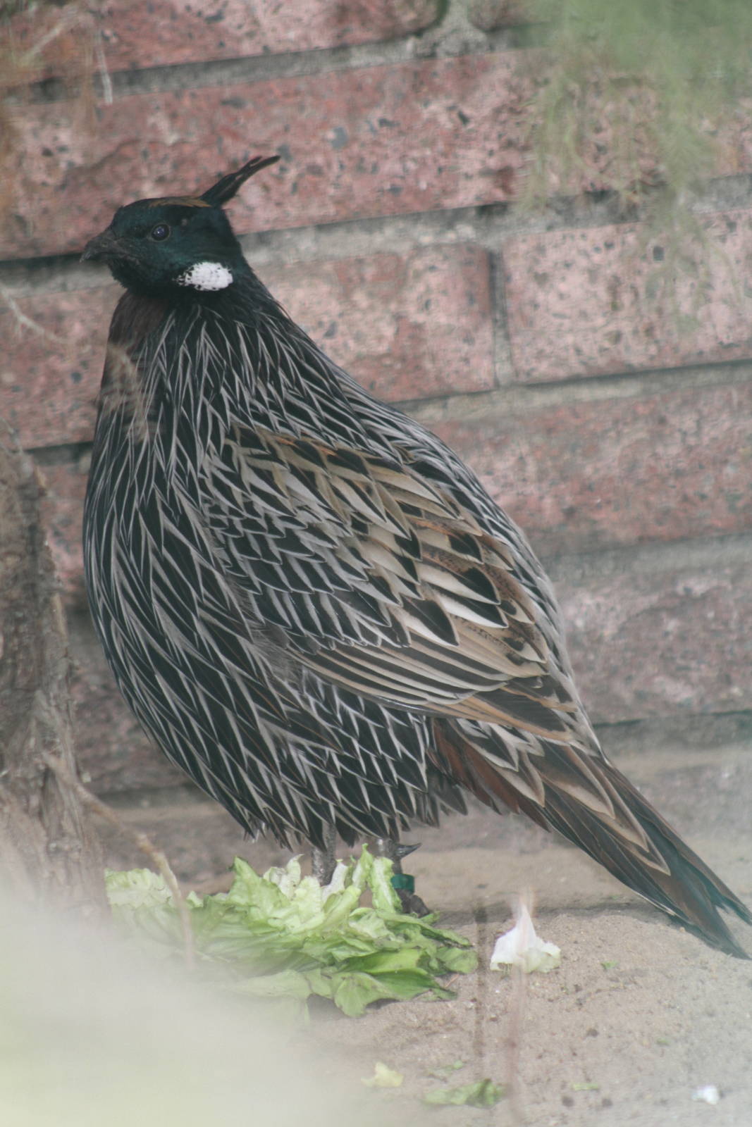 Koklass Pheasant (Pucrasia macrolopha) 1-0