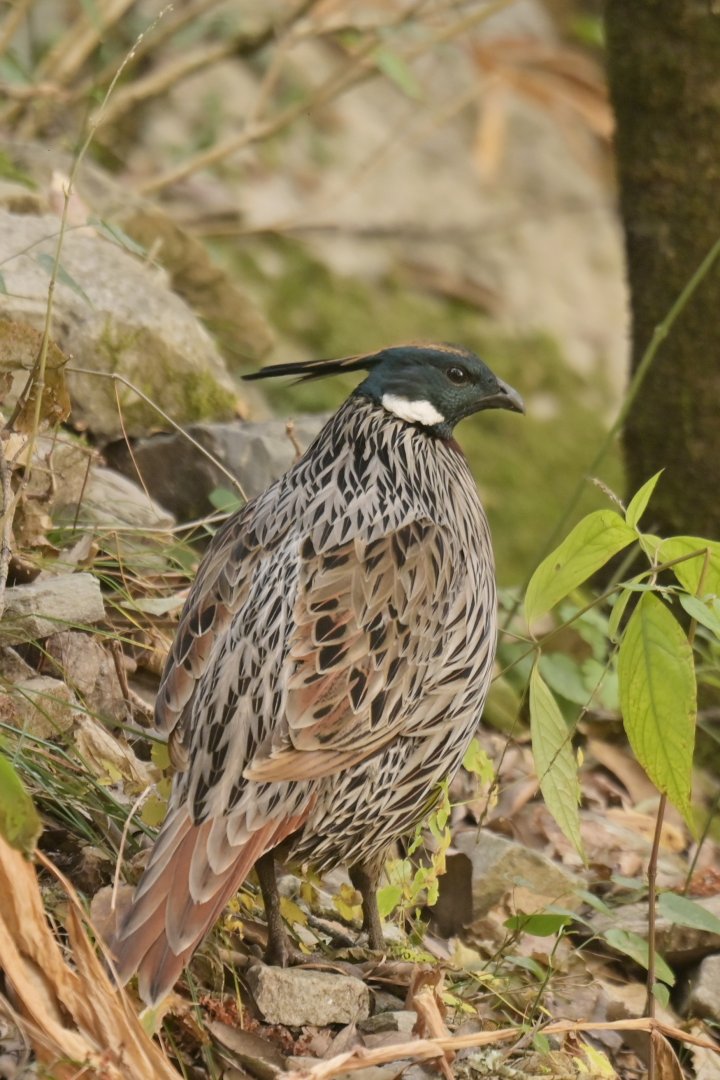 Koklass pheasant Pucrasia macrolopha