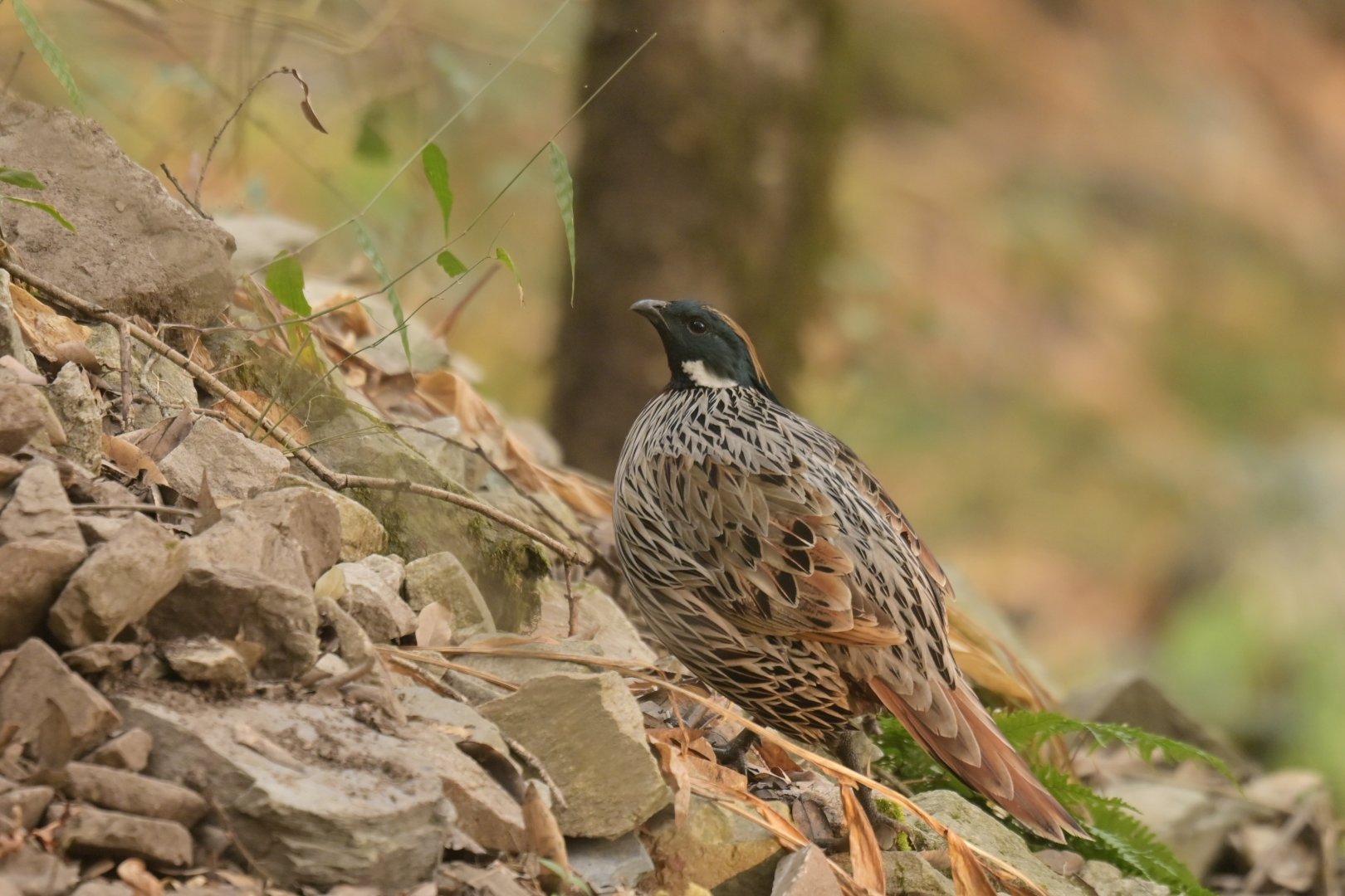 Koklass pheasant Pucrasia macrolopha