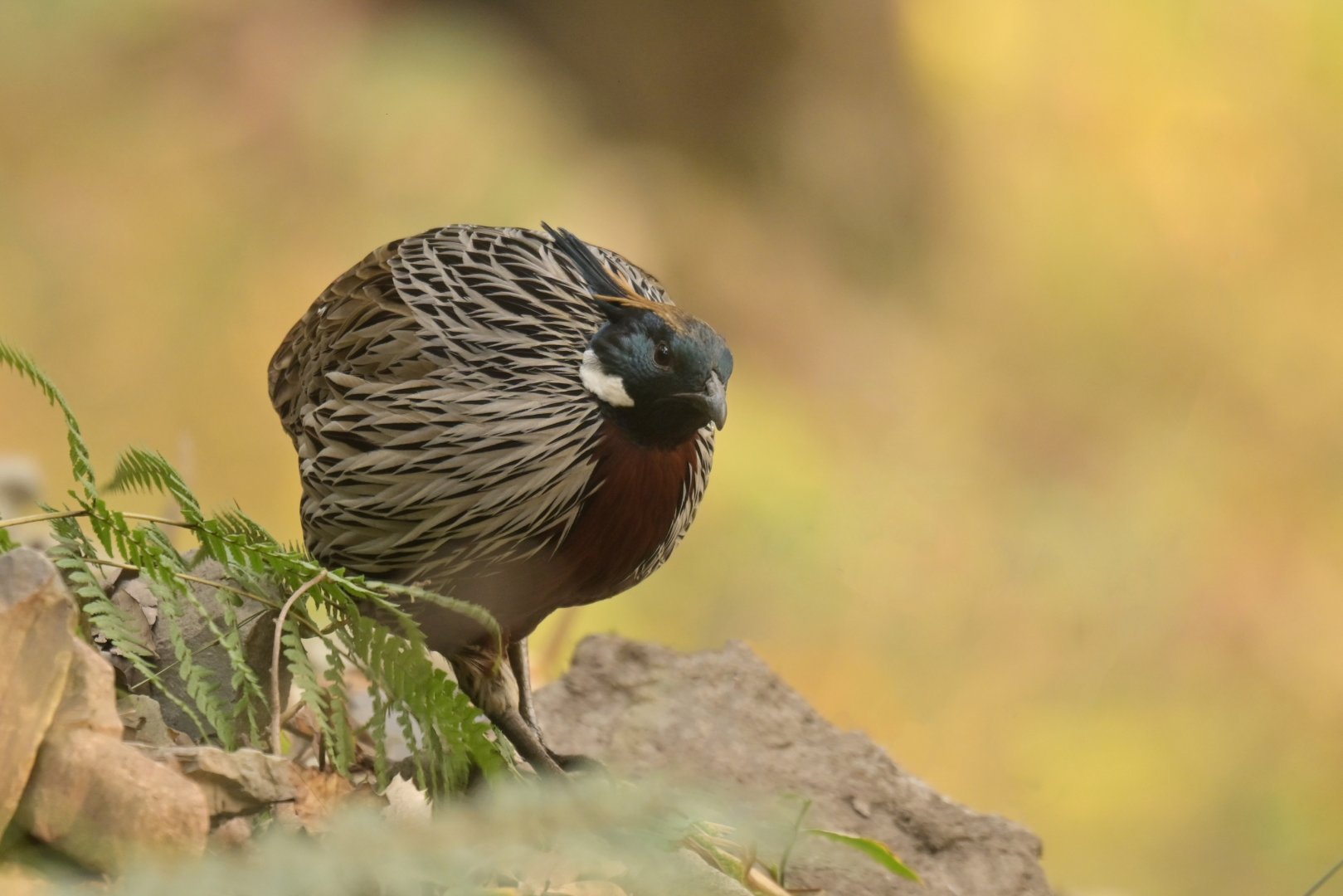 Koklass pheasant Pucrasia macrolopha