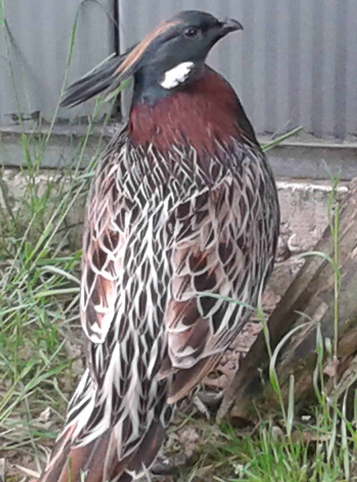 Koklass pheasant