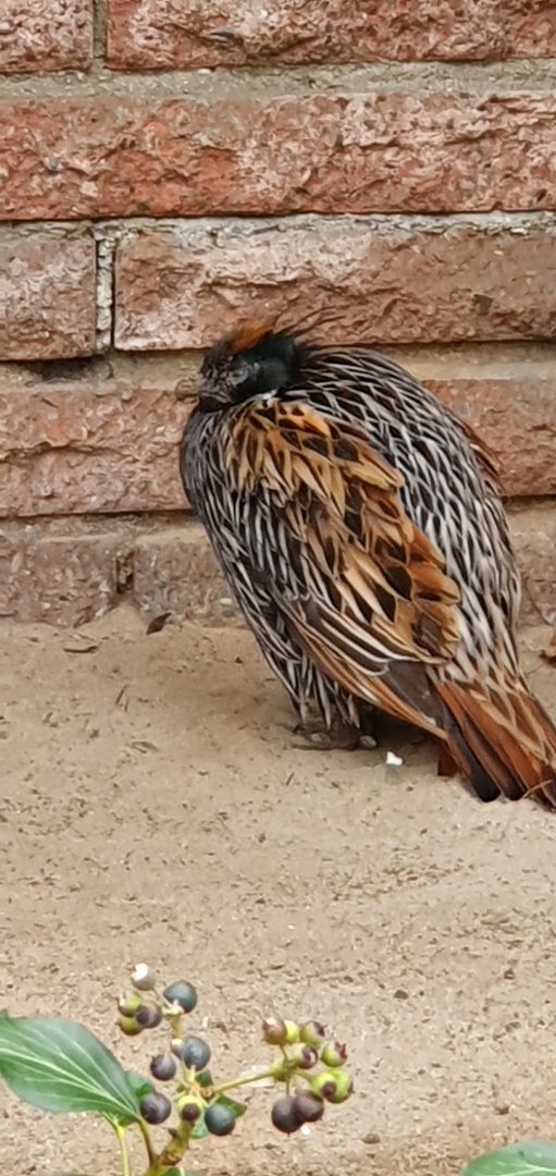 Koklass pheasant