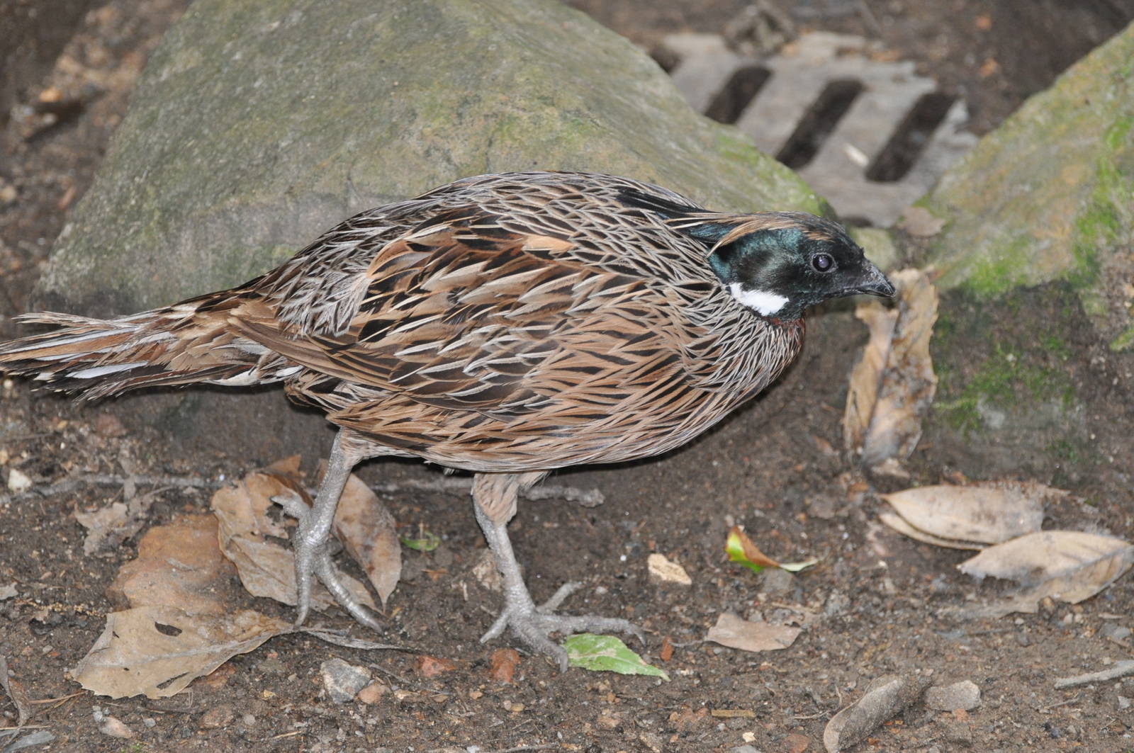 Koklass/ Pucrasia macrolopha