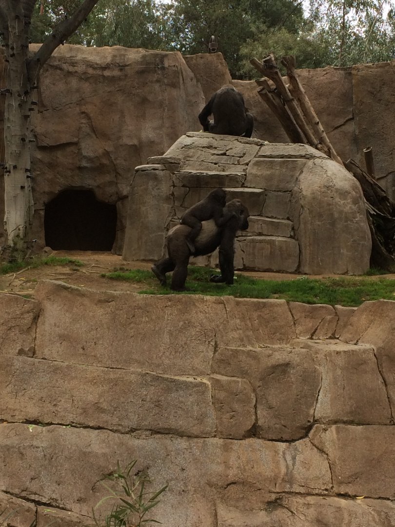 Kokomo, Joanne and leslie